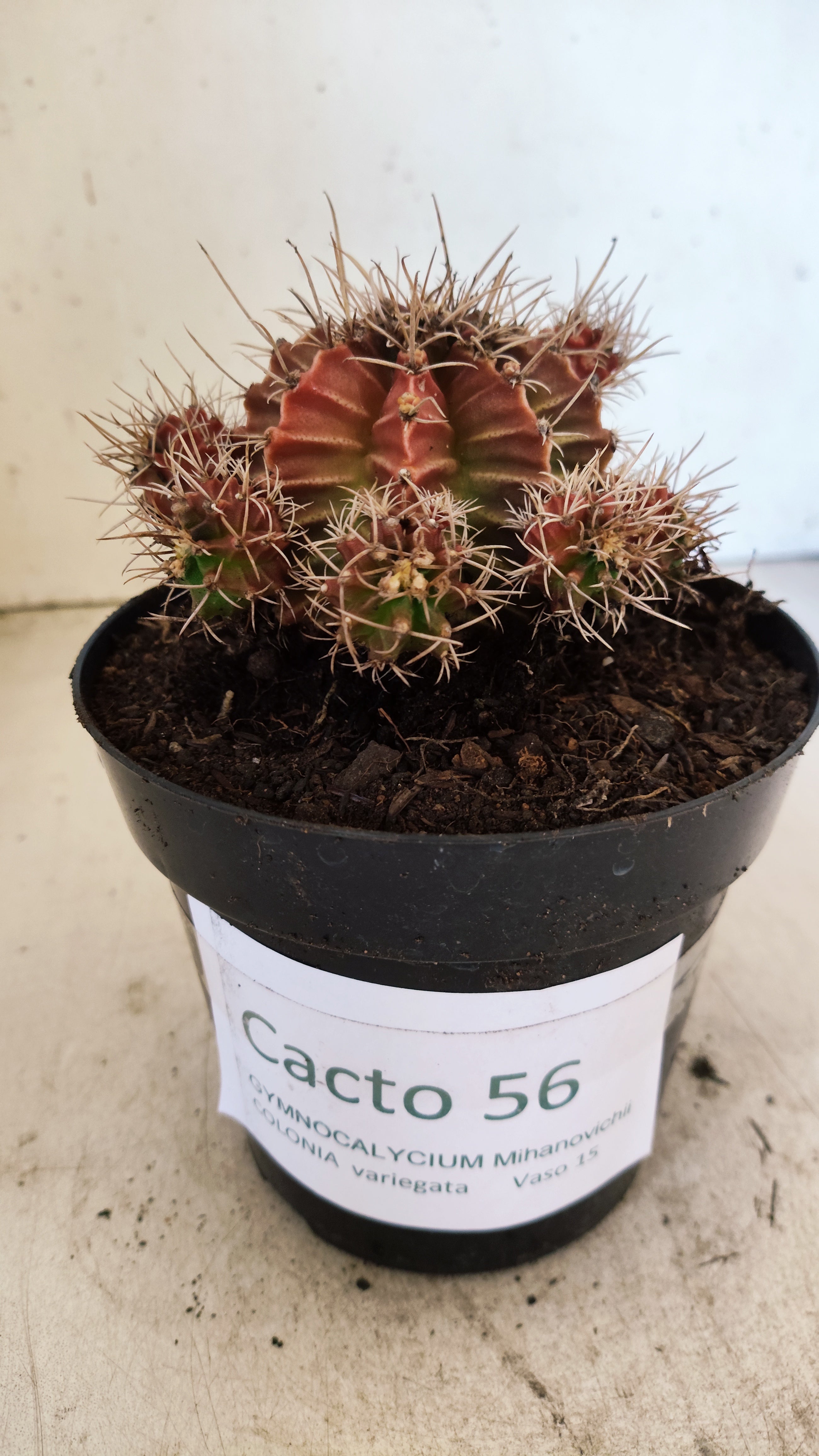 GYMNOCALYCIUM Mihanovichii Variegata "COLONIA" Nº 56 – vaso 15