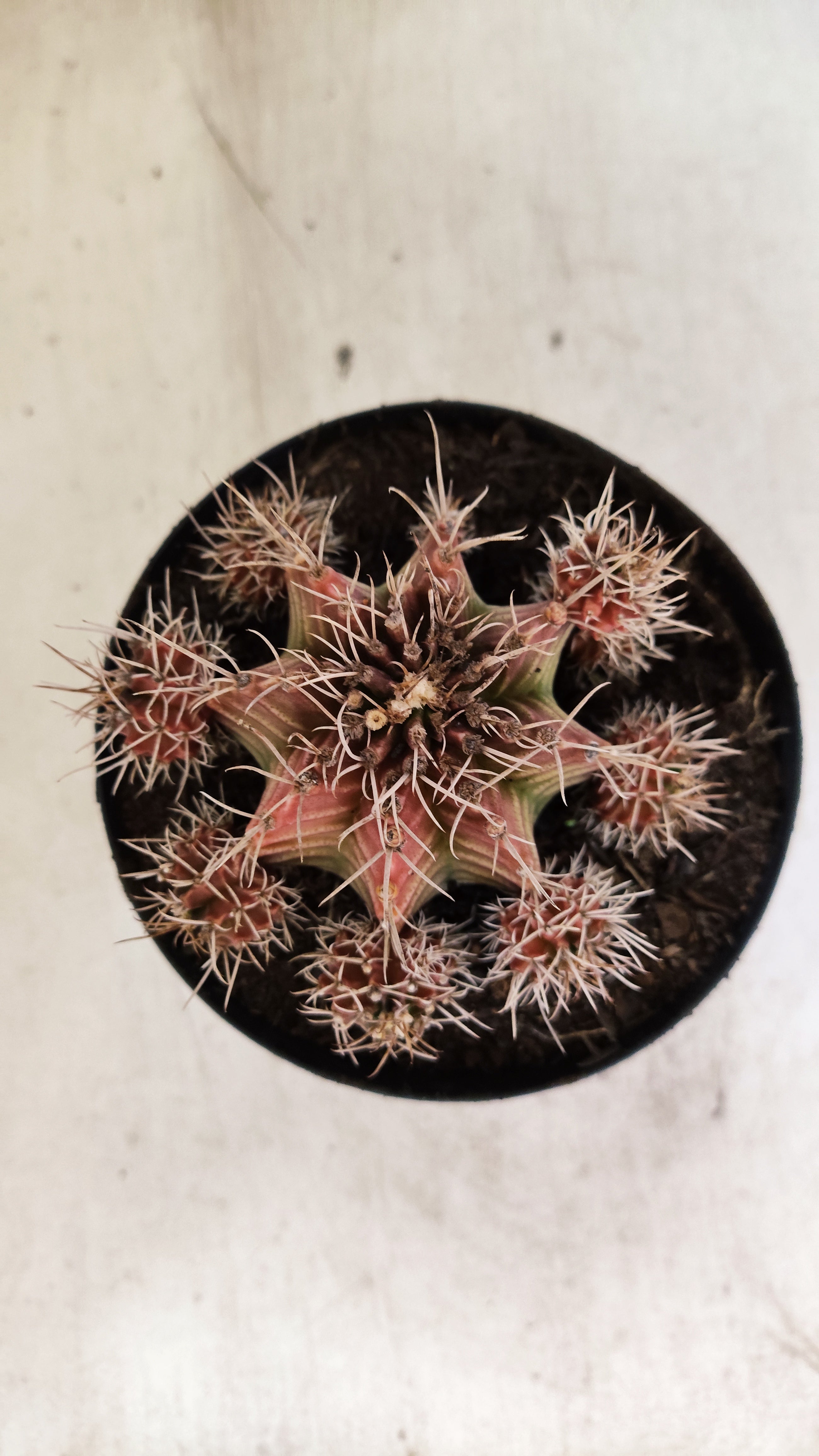 GYMNOCALYCIUM Mihanovichii Variegata "COLONIA" Nº 56 – vaso 15