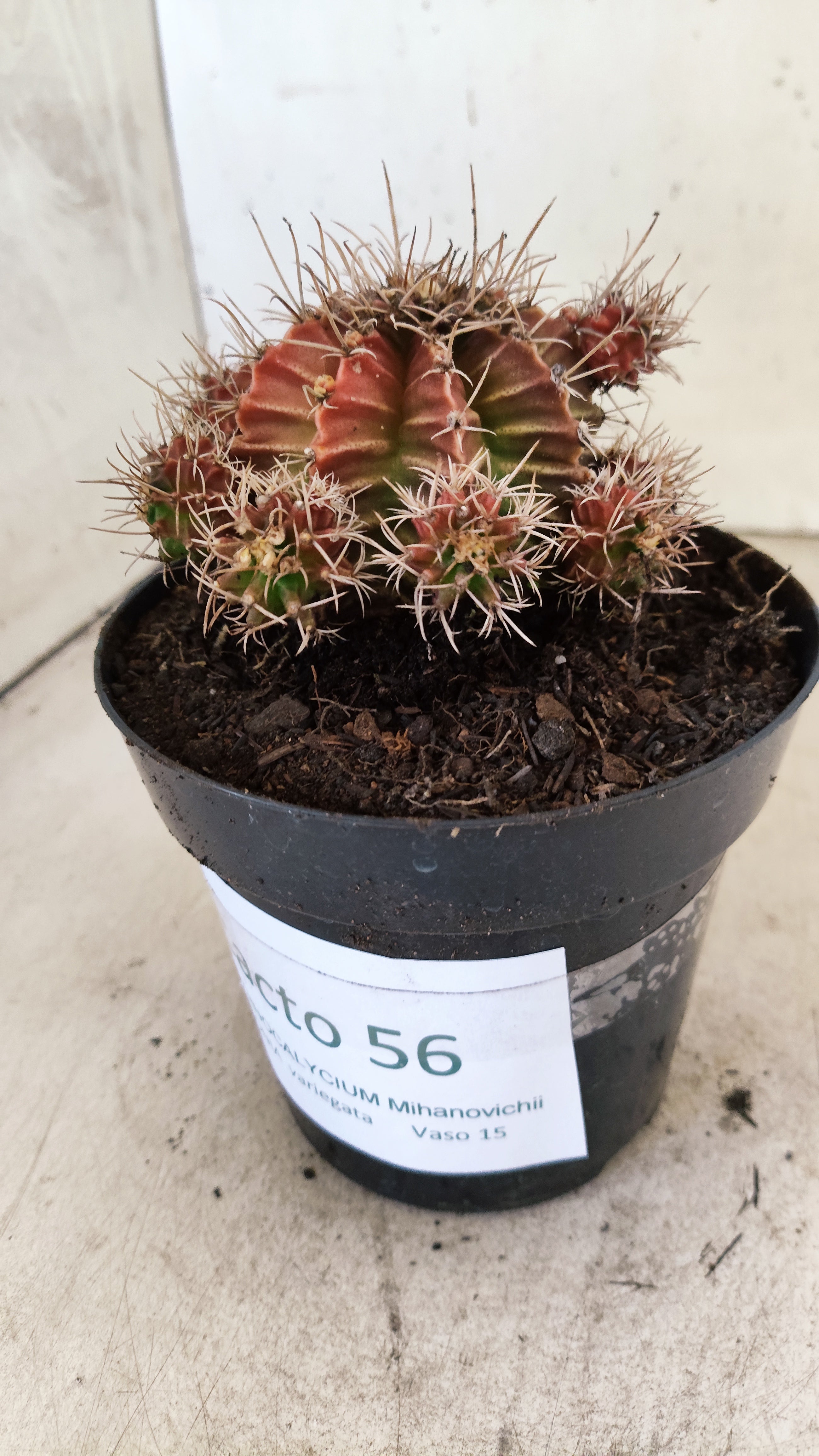 GYMNOCALYCIUM Mihanovichii Variegata "COLONIA" Nº 56 – vaso 15