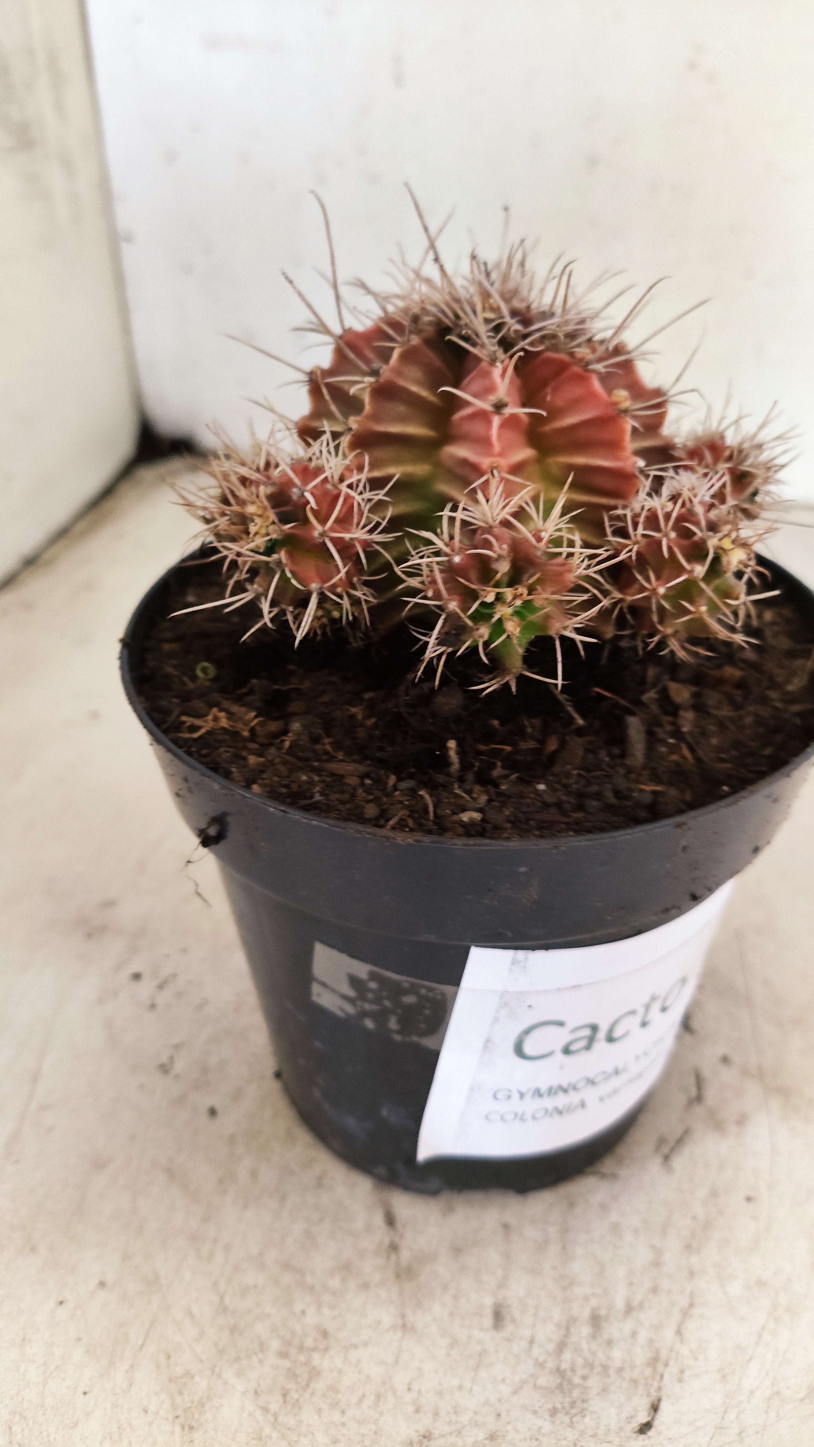 GYMNOCALYCIUM Mihanovichii Variegata "COLONIA" Nº 56 – vaso 15