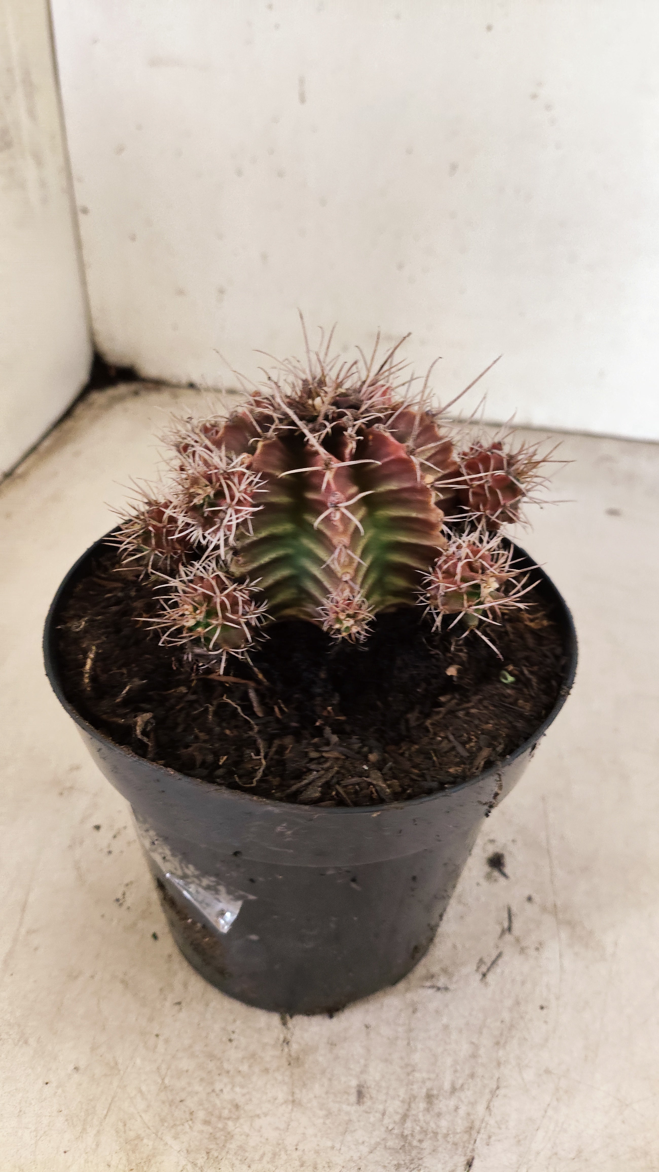 GYMNOCALYCIUM Mihanovichii Variegata "COLONIA" Nº 56 – vaso 15