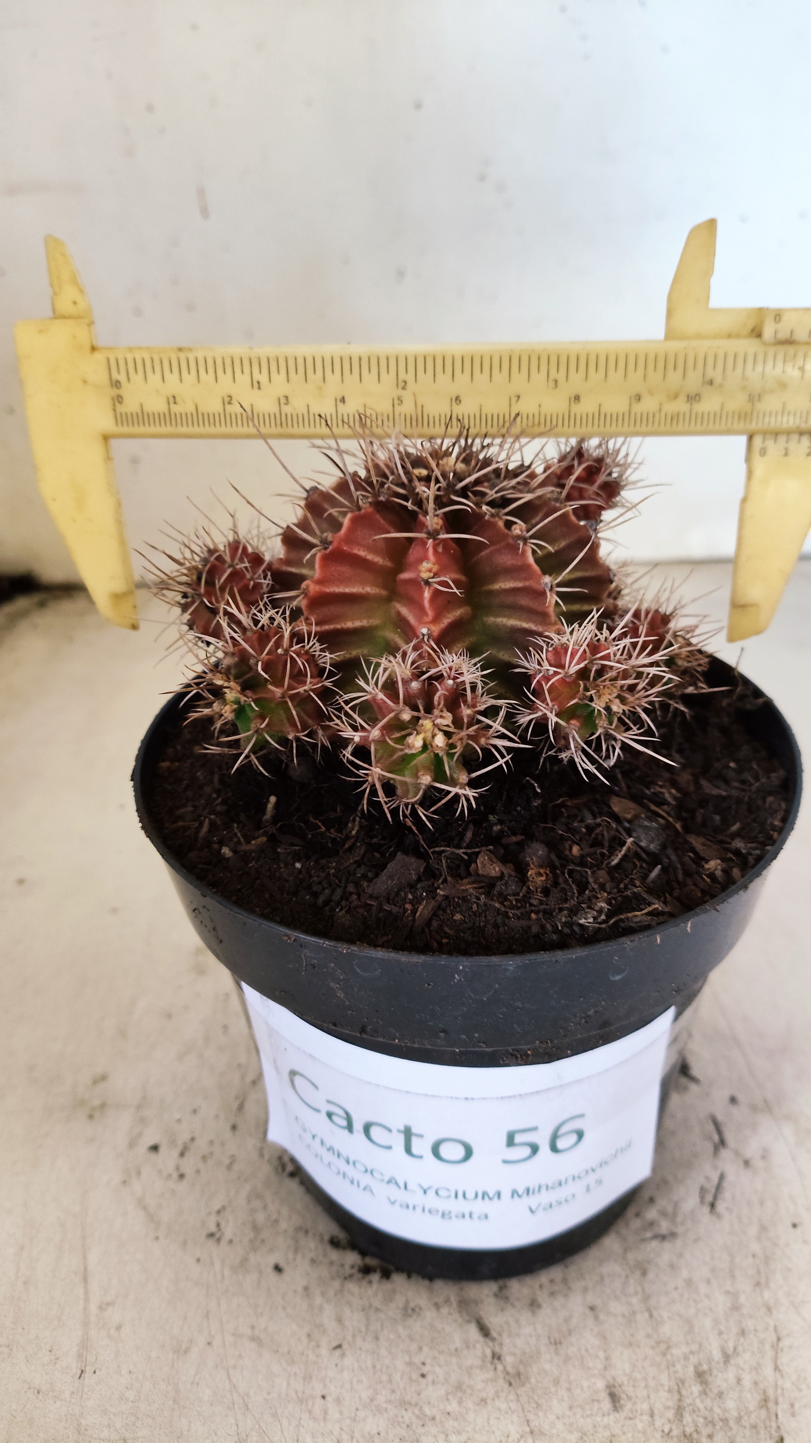 GYMNOCALYCIUM Mihanovichii Variegata "COLONIA" Nº 56 – vaso 15