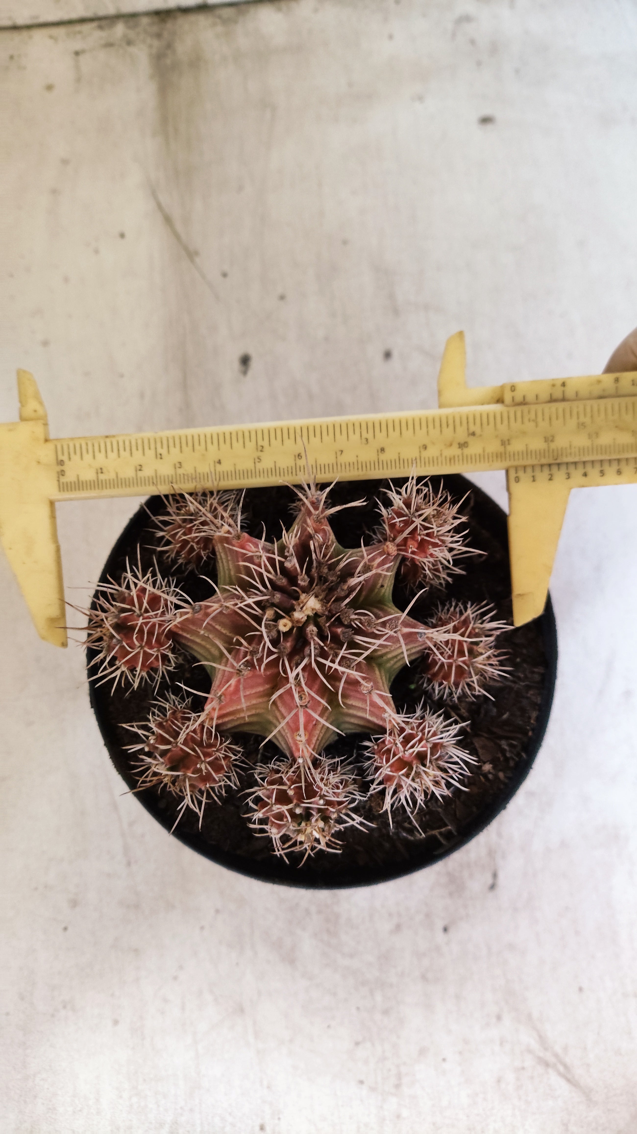 GYMNOCALYCIUM Mihanovichii Variegata "COLONIA" Nº 56 – vaso 15