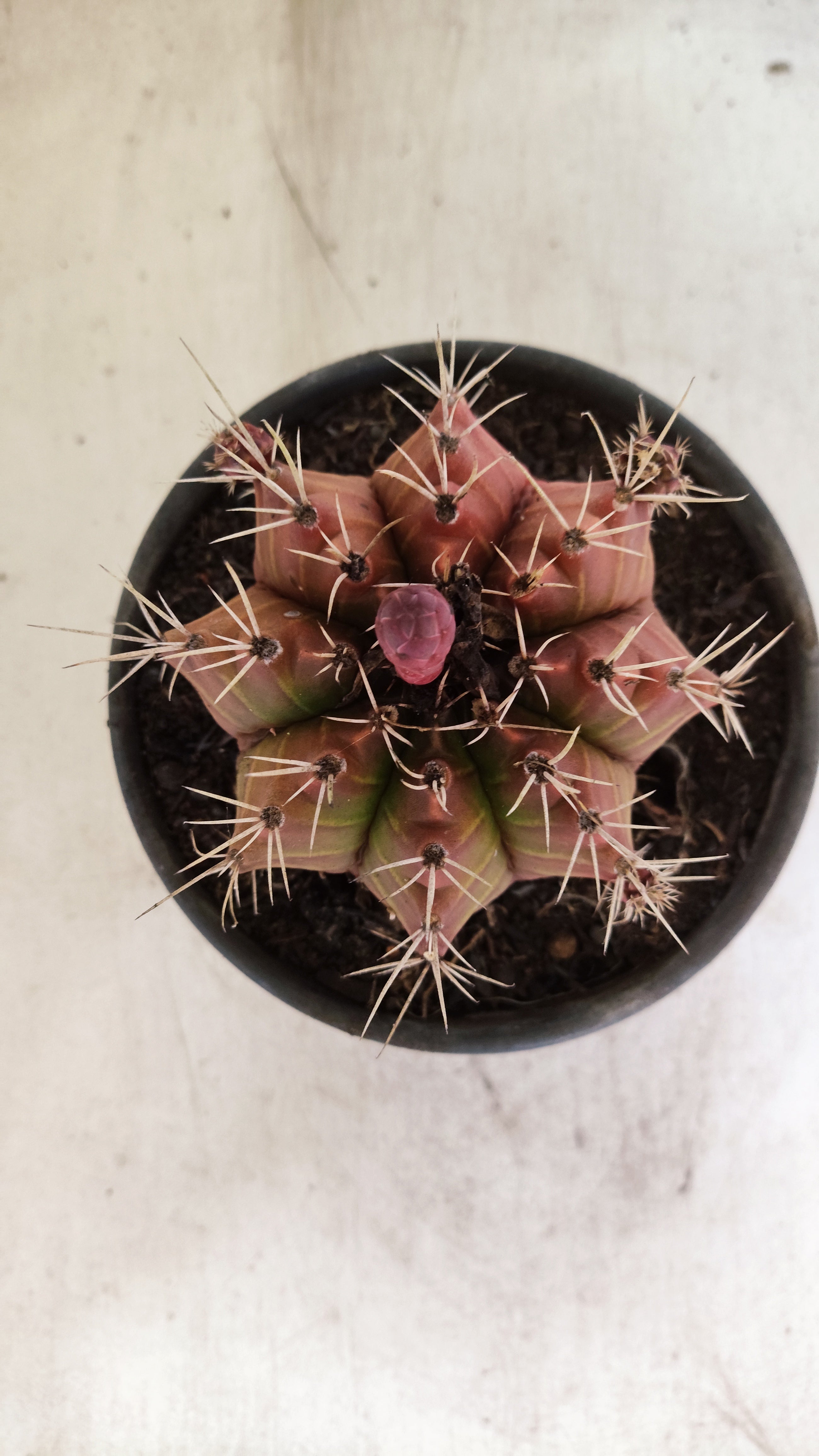 GYMNOCALYCIUM Mihanovichii Variegata  Nº 623 – vaso 15