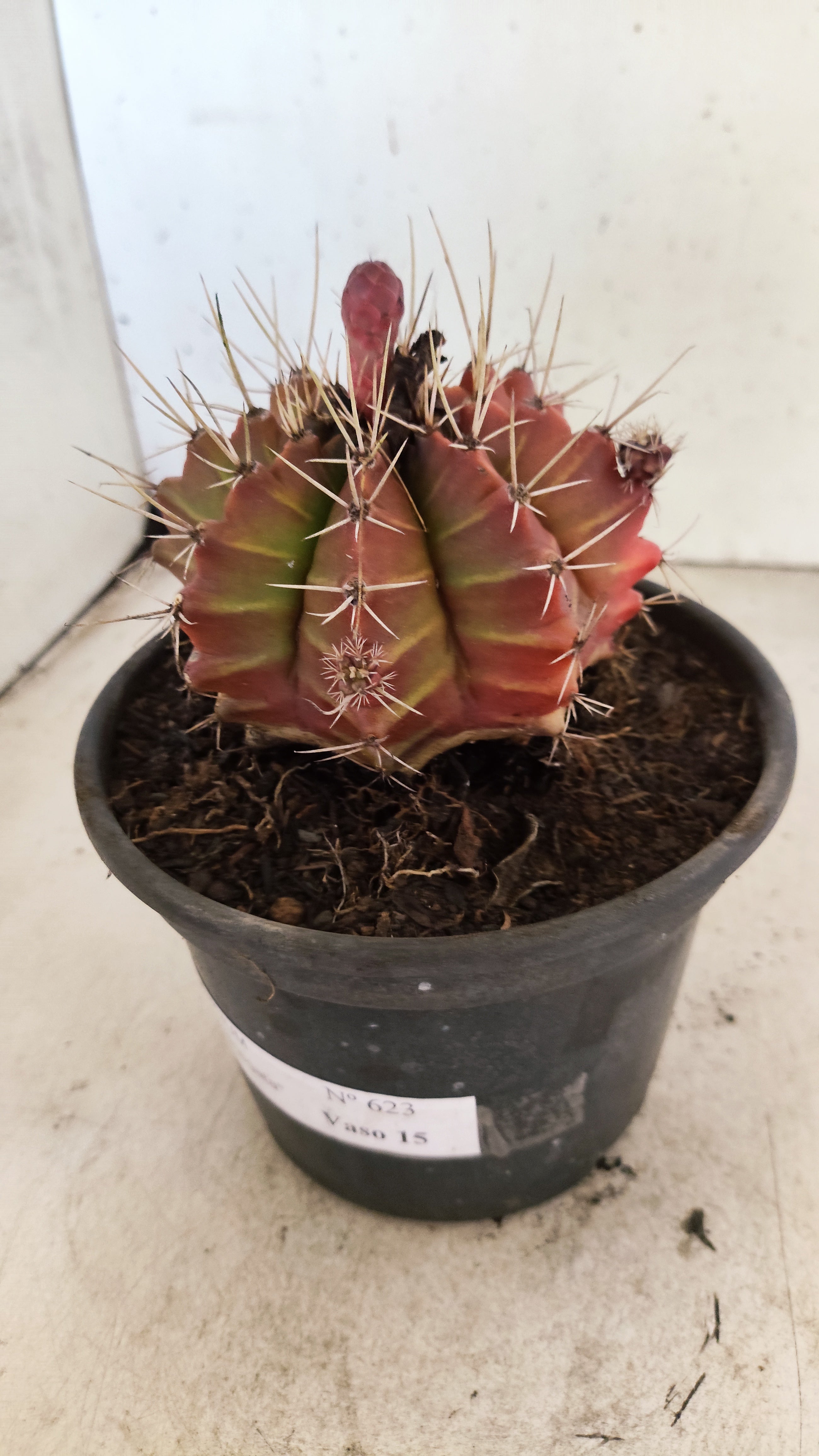 GYMNOCALYCIUM Mihanovichii Variegata  Nº 623 – vaso 15