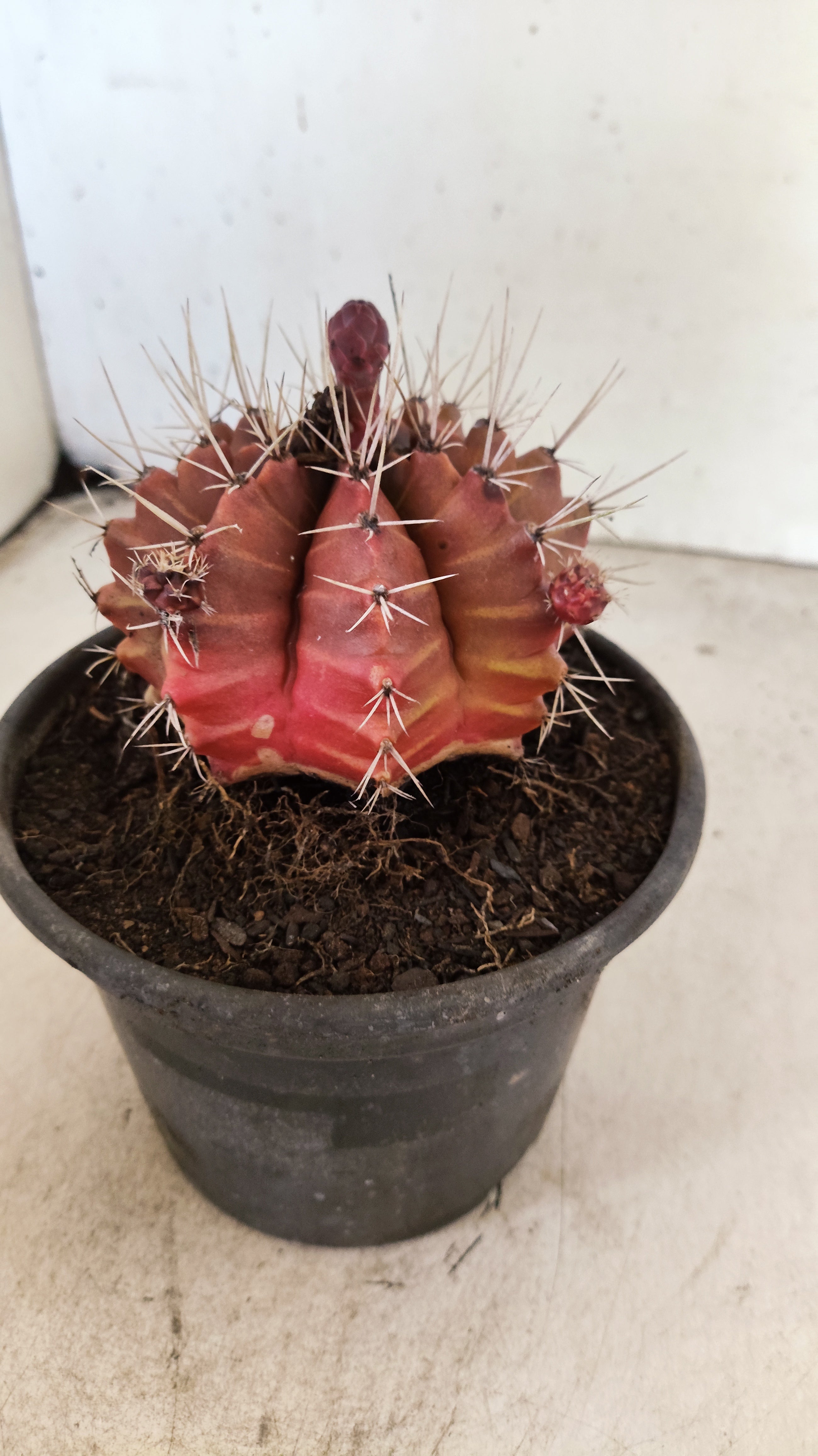 GYMNOCALYCIUM Mihanovichii Variegata  Nº 623 – vaso 15