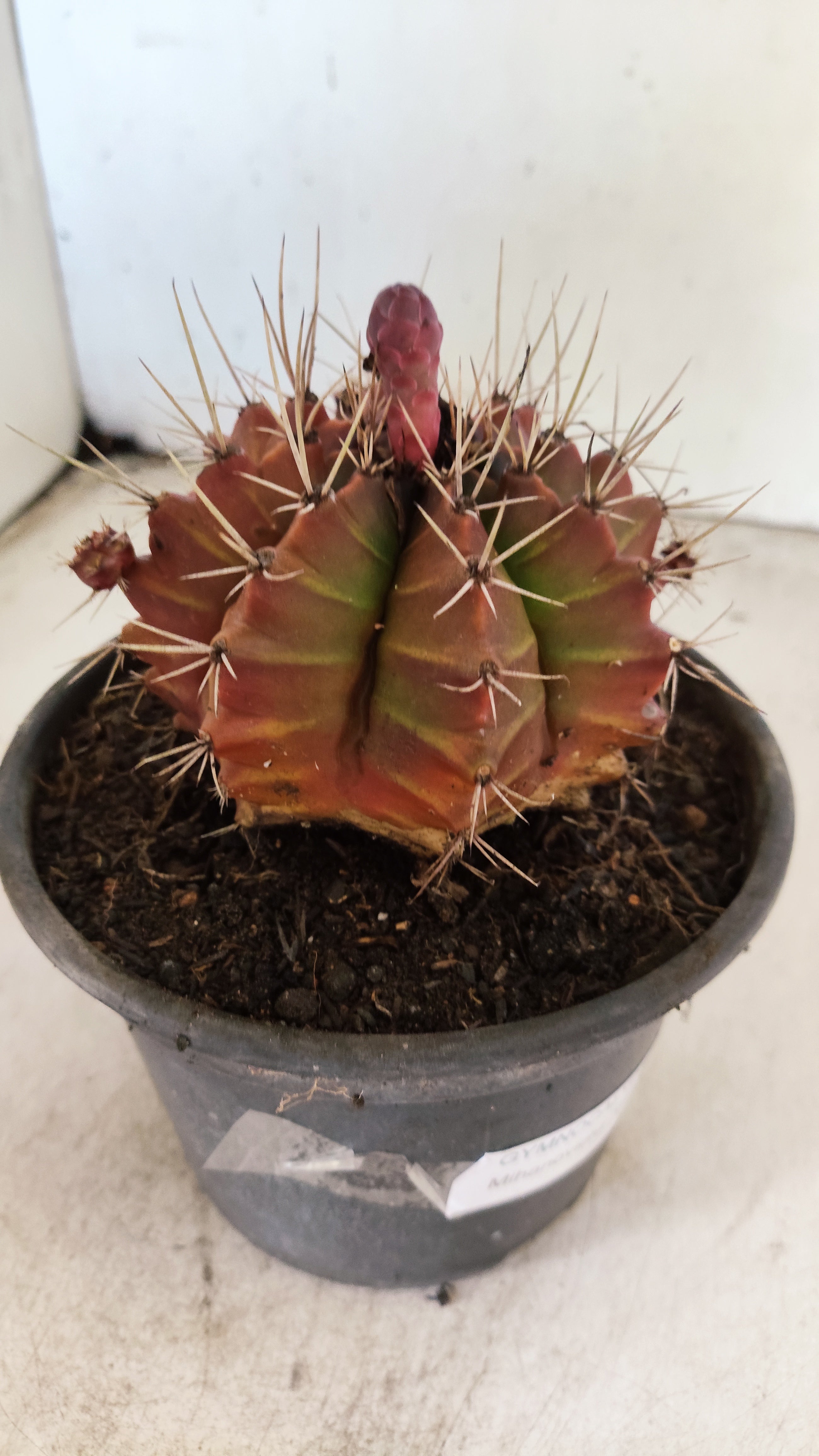 GYMNOCALYCIUM Mihanovichii Variegata  Nº 623 – vaso 15