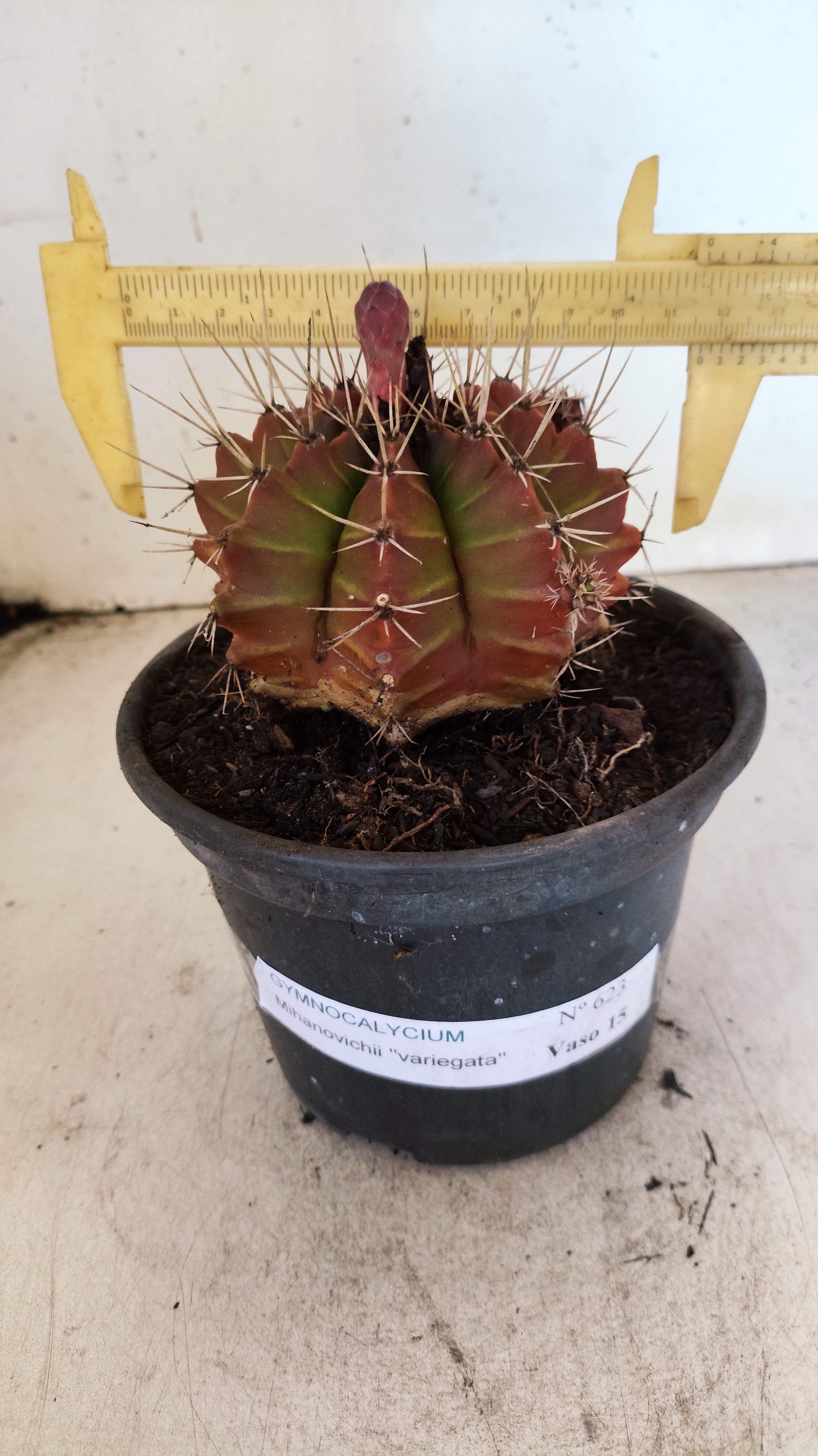 GYMNOCALYCIUM Mihanovichii Variegata  Nº 623 – vaso 15