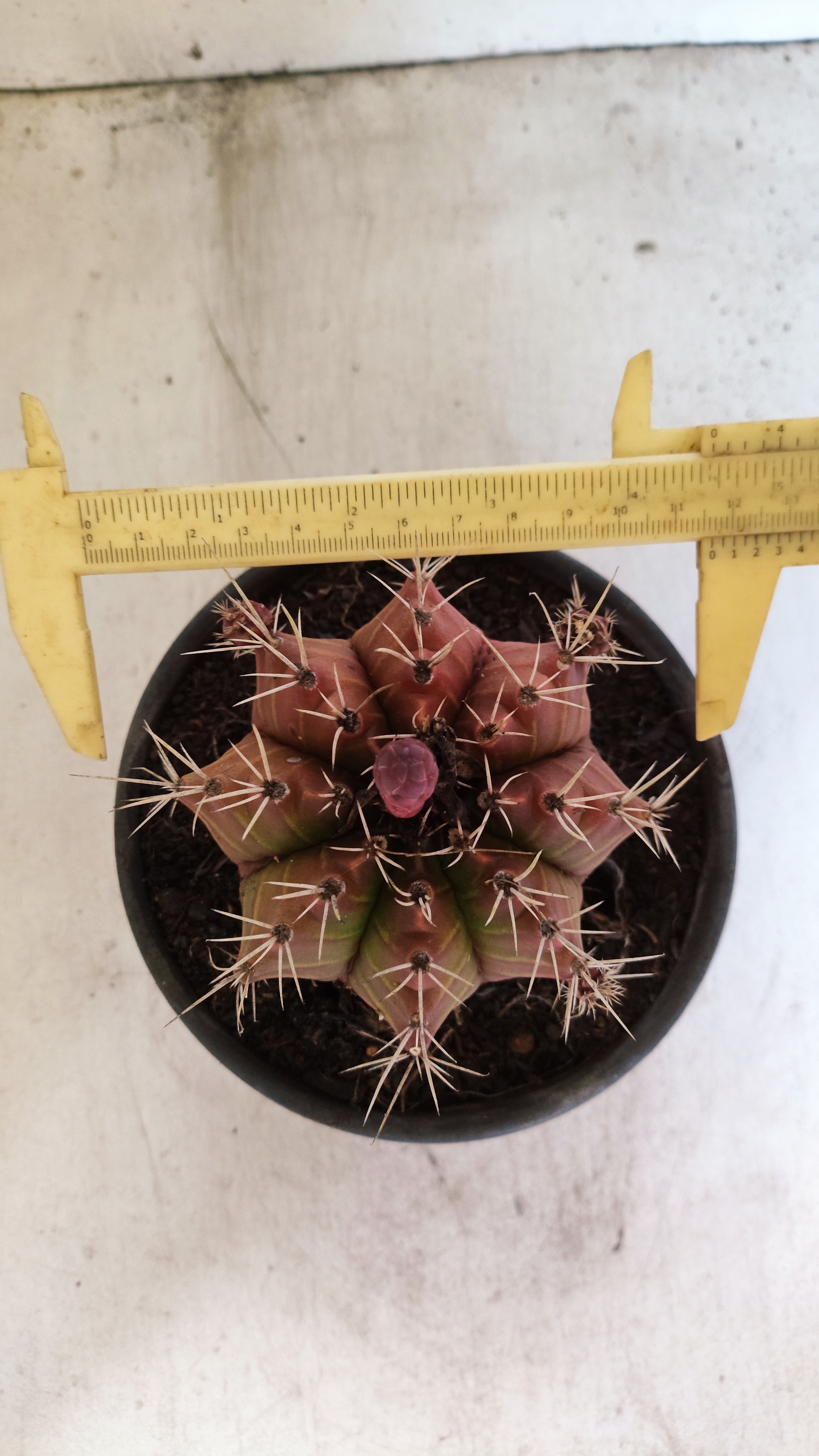 GYMNOCALYCIUM Mihanovichii Variegata  Nº 623 – vaso 15