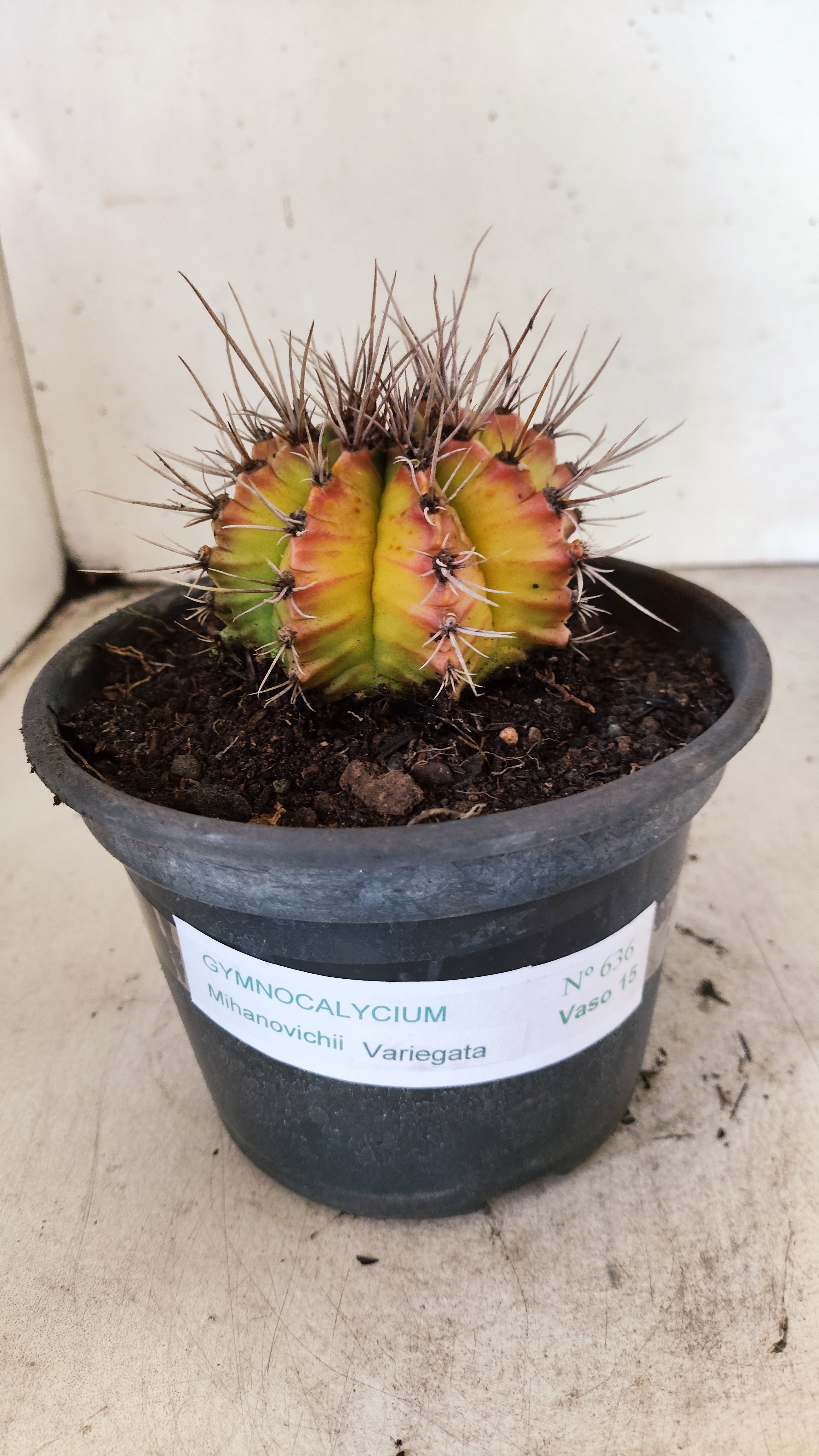GYMNOCALYCIUM Mihanovichii Variegata  Nº 636 – vaso 15