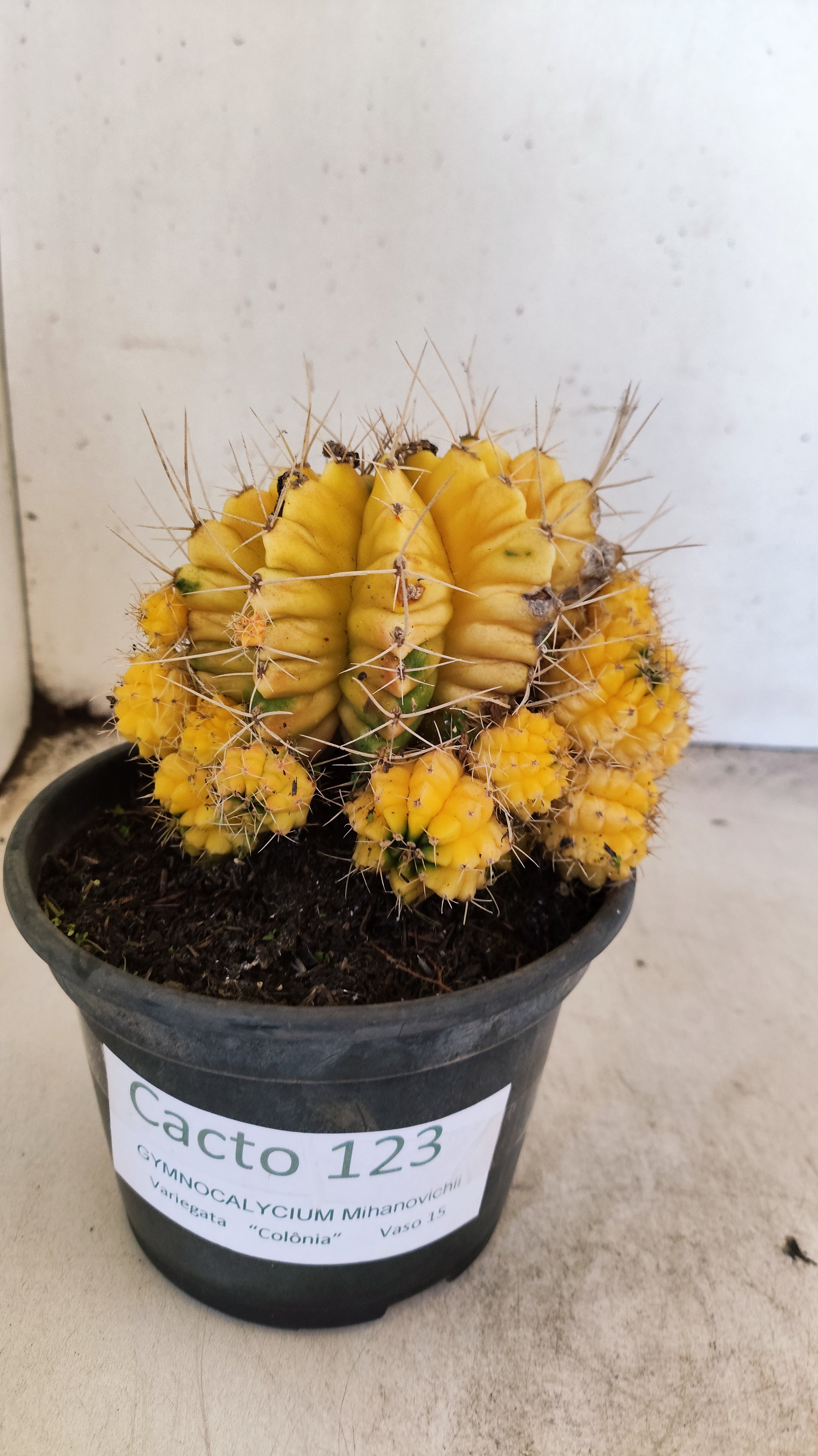 GYMNOCALYCIUM Mihanovichii Variegata "COLONIA"  Nº 123 – vaso 15