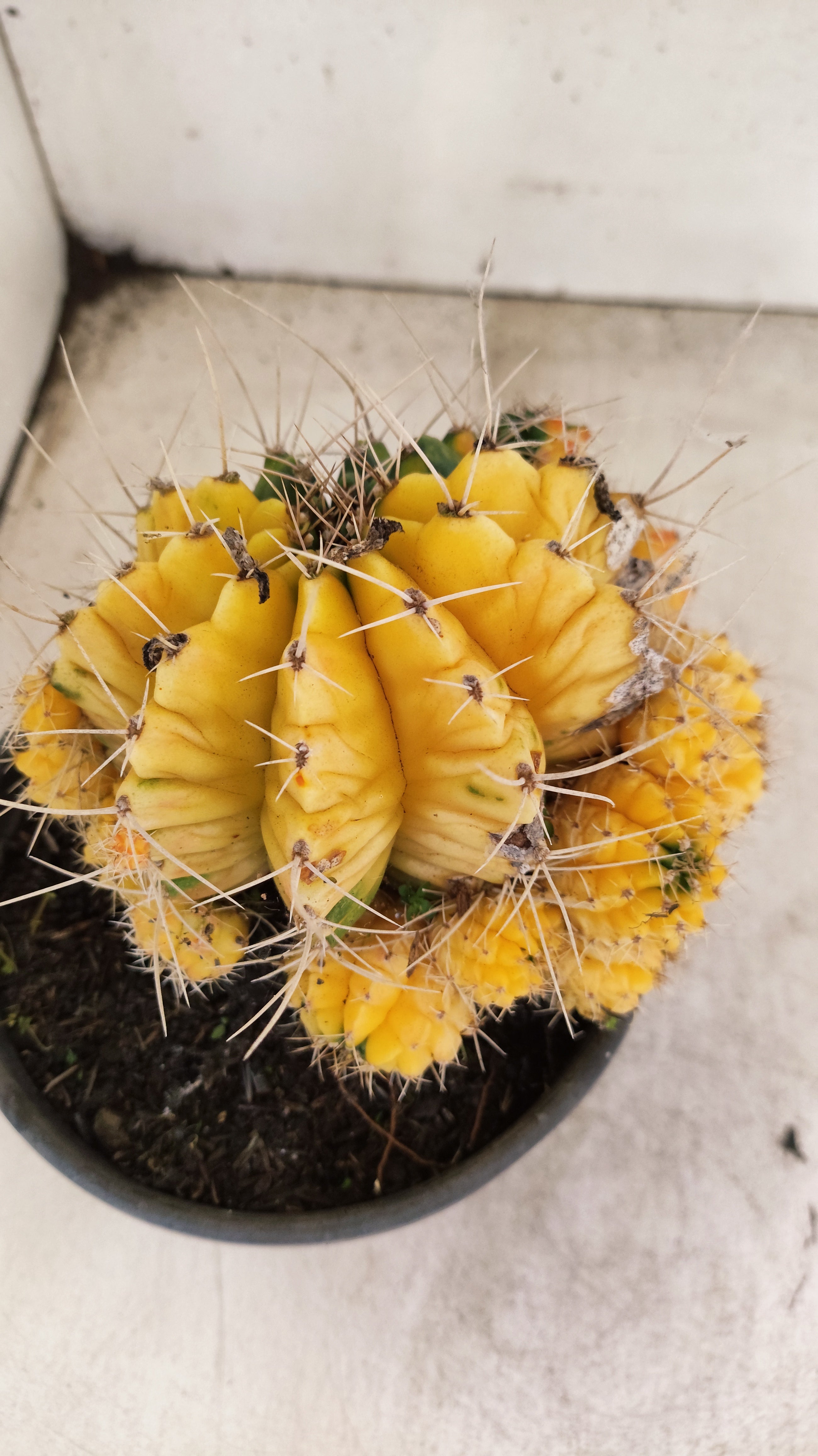 GYMNOCALYCIUM Mihanovichii Variegata "COLONIA"  Nº 123 – vaso 15