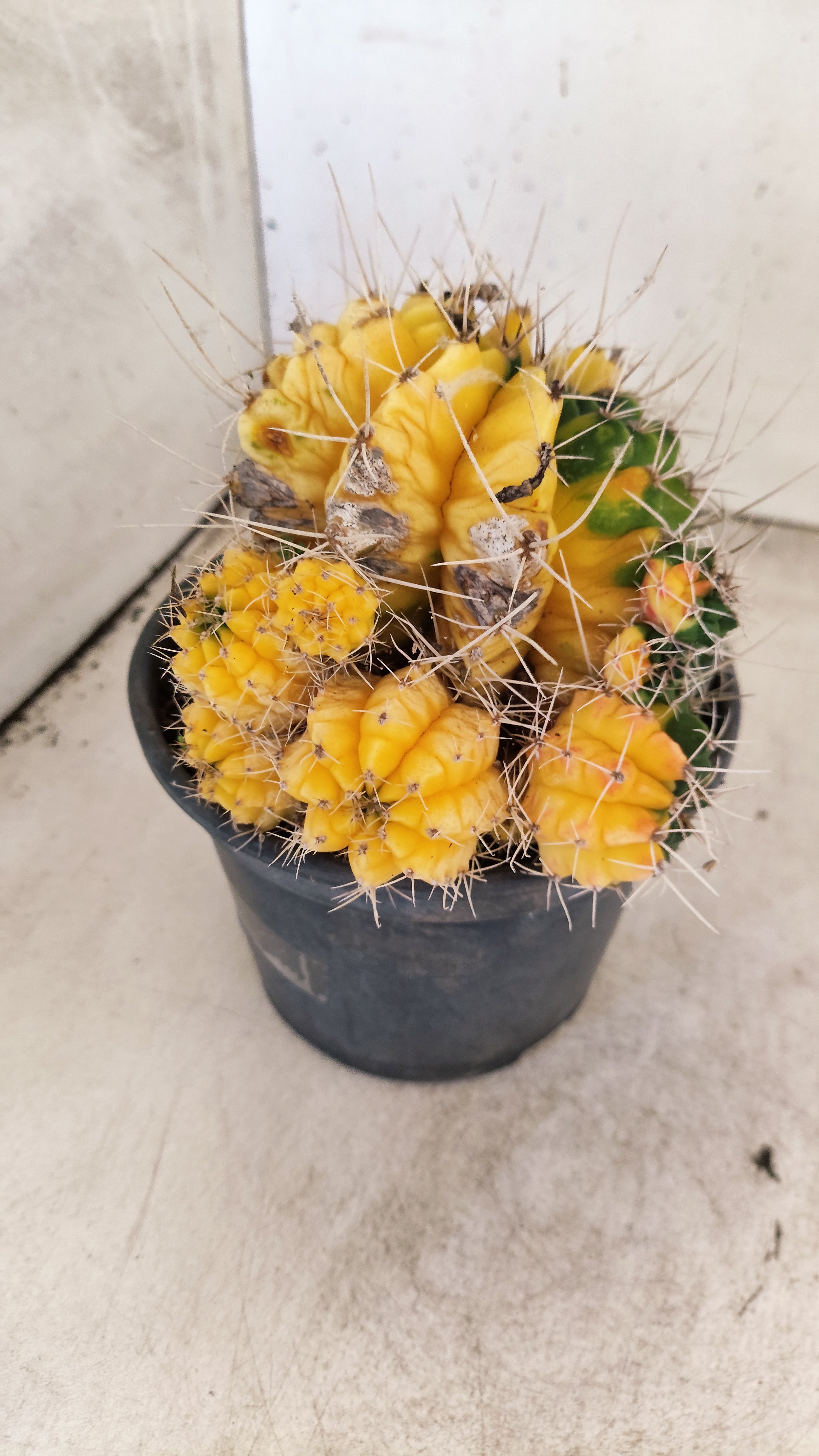 GYMNOCALYCIUM Mihanovichii Variegata "COLONIA"  Nº 123 – vaso 15