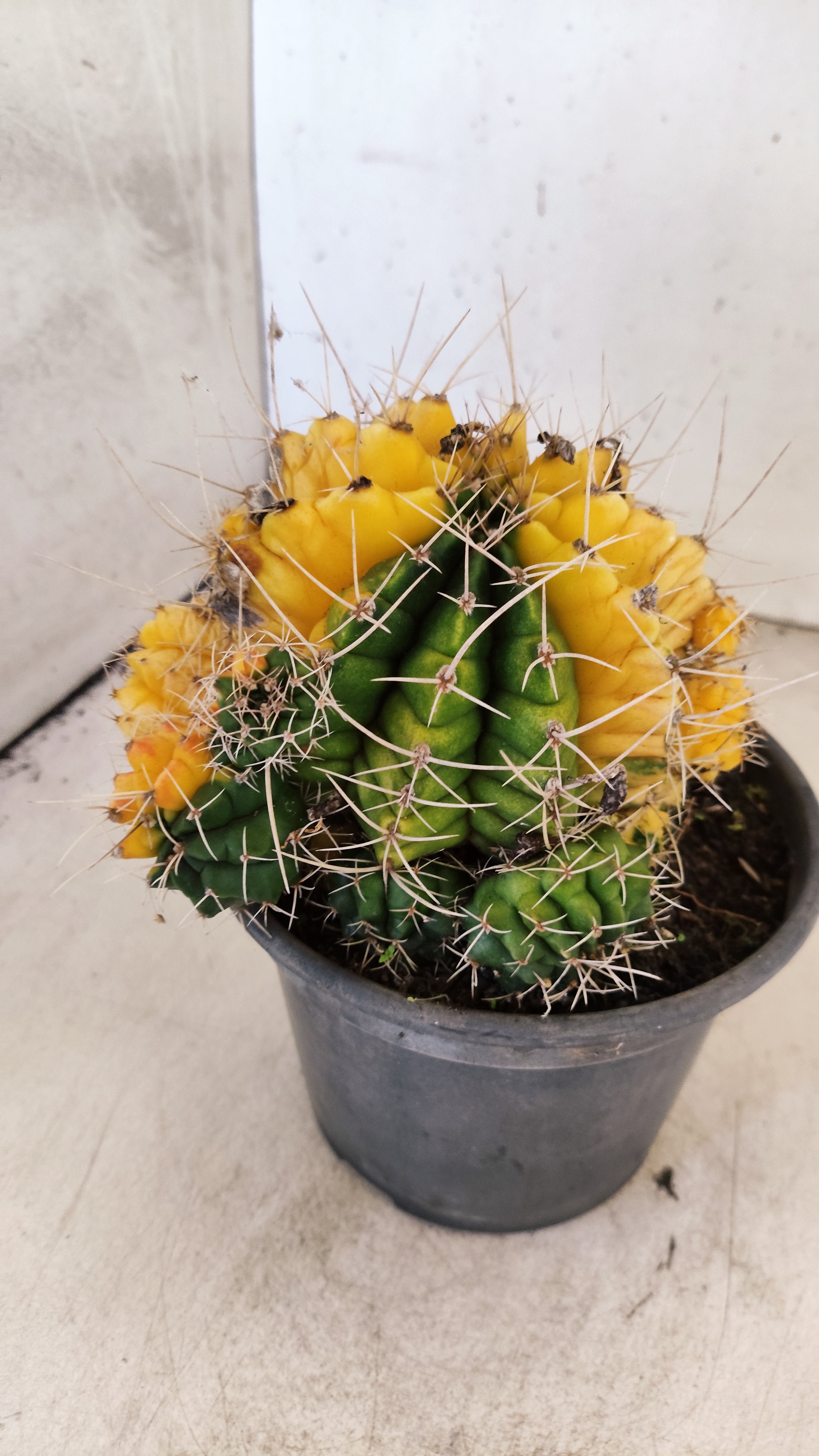 GYMNOCALYCIUM Mihanovichii Variegata "COLONIA"  Nº 123 – vaso 15