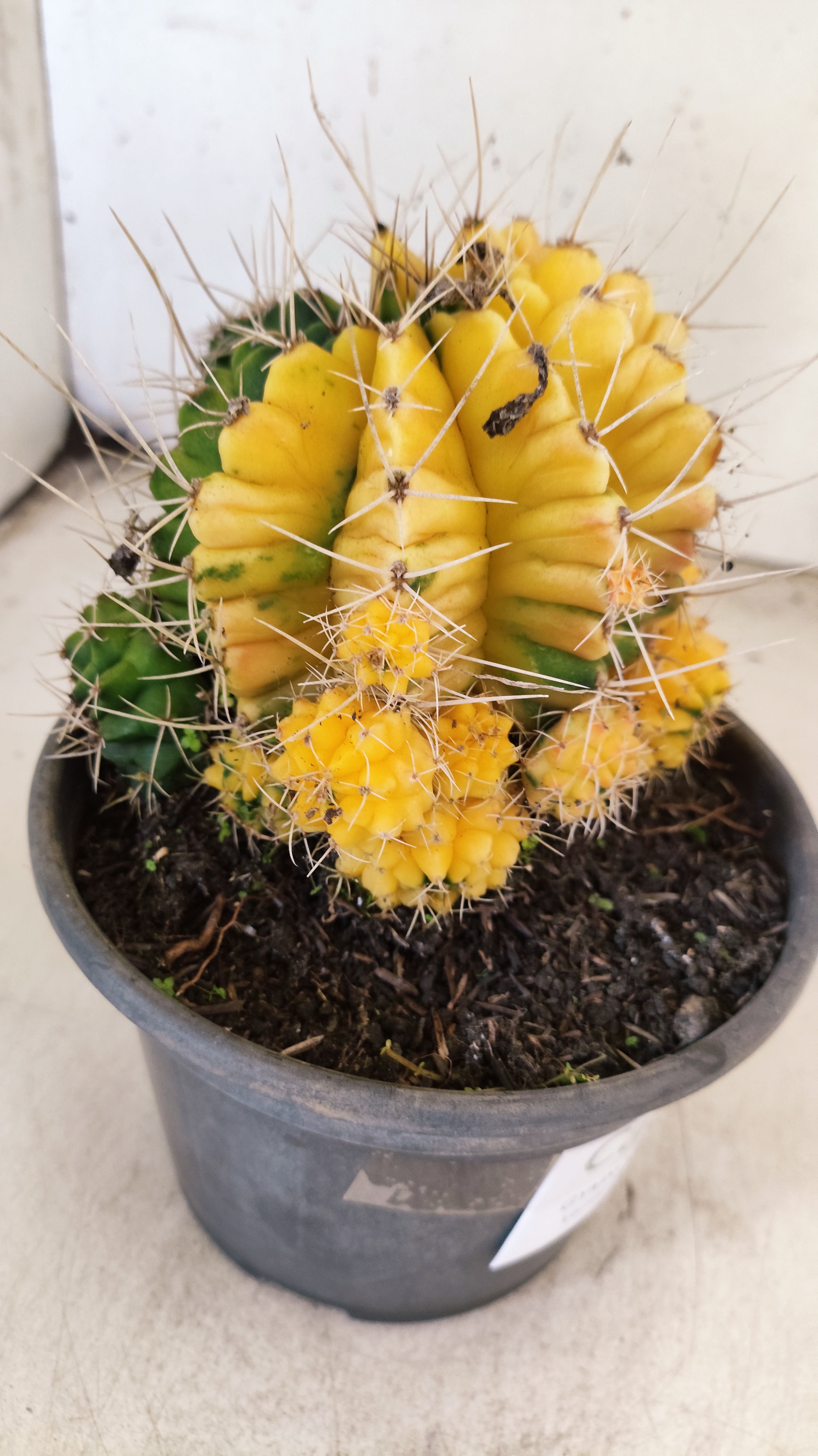 GYMNOCALYCIUM Mihanovichii Variegata "COLONIA"  Nº 123 – vaso 15