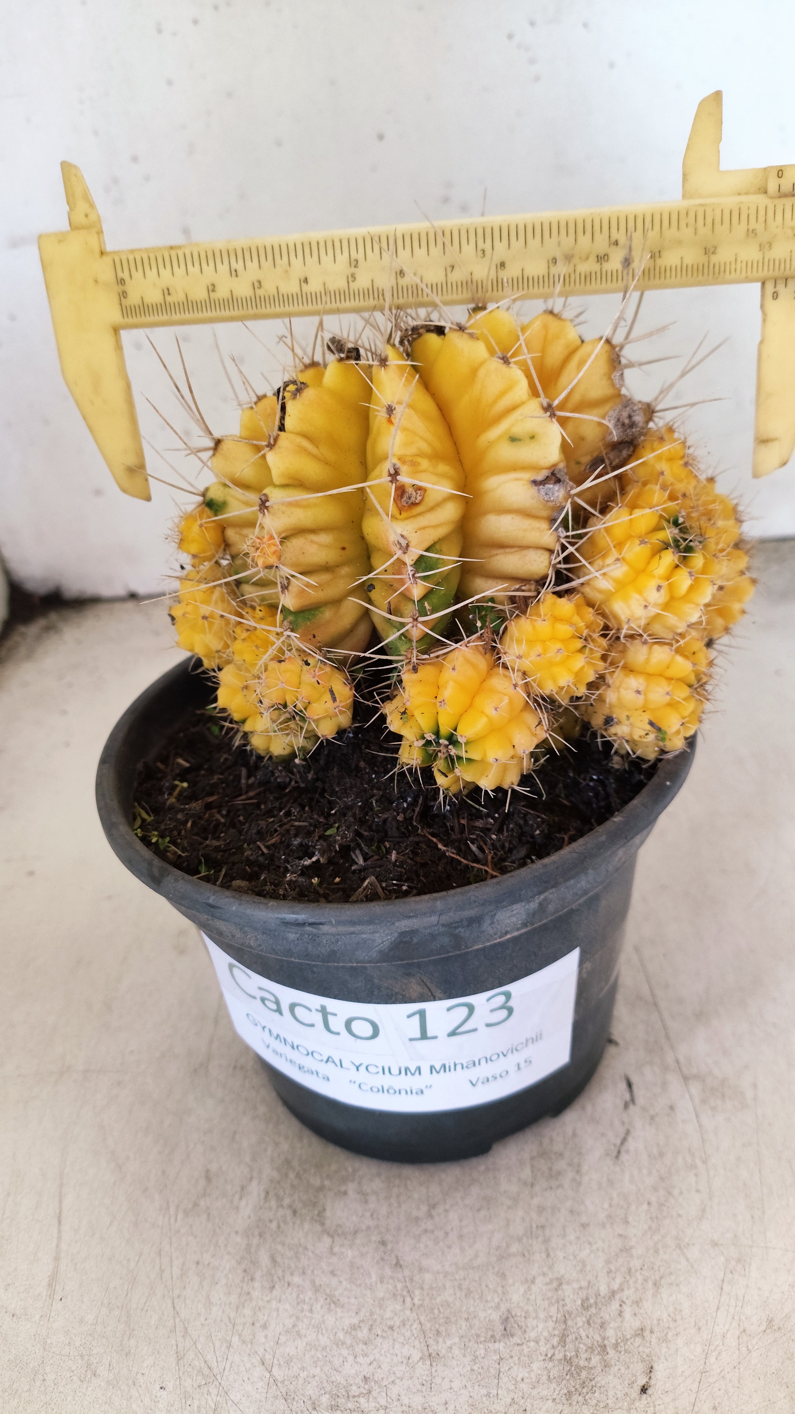 GYMNOCALYCIUM Mihanovichii Variegata "COLONIA"  Nº 123 – vaso 15
