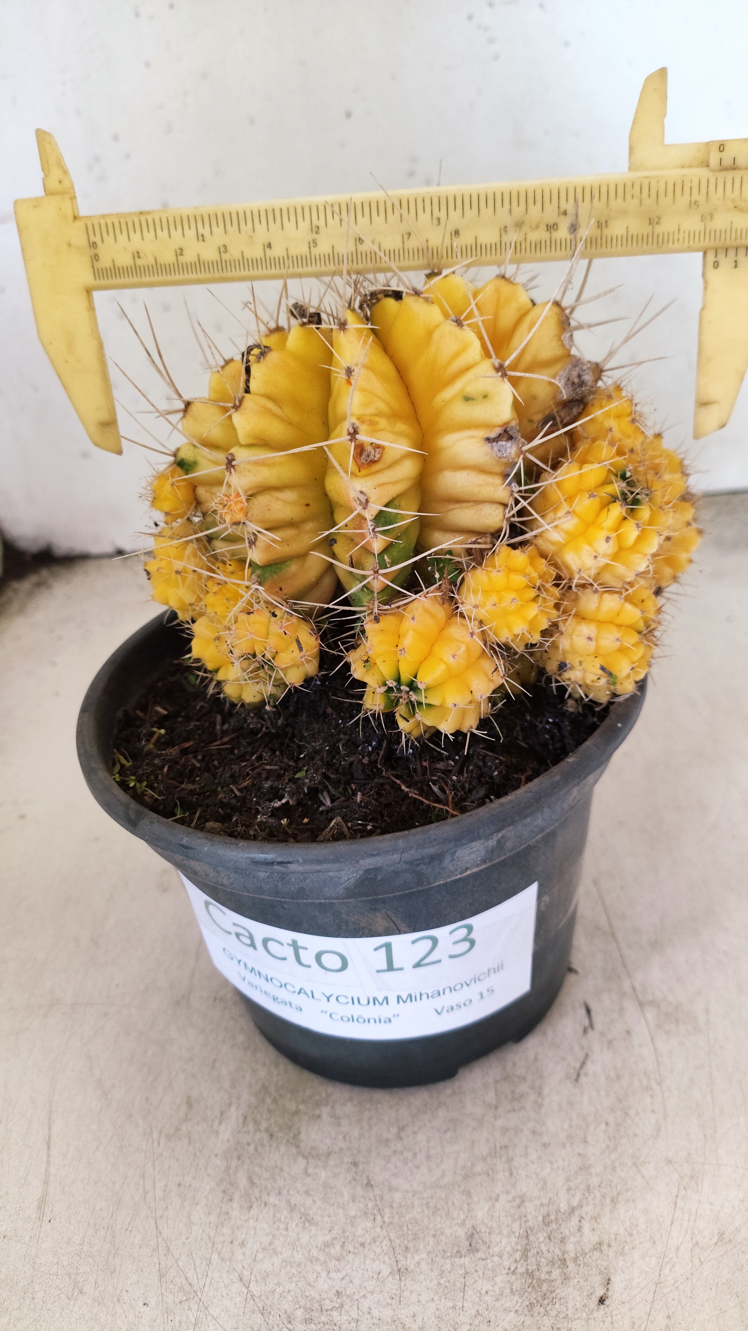 GYMNOCALYCIUM Mihanovichii Variegata "COLONIA"  Nº 123 – vaso 15