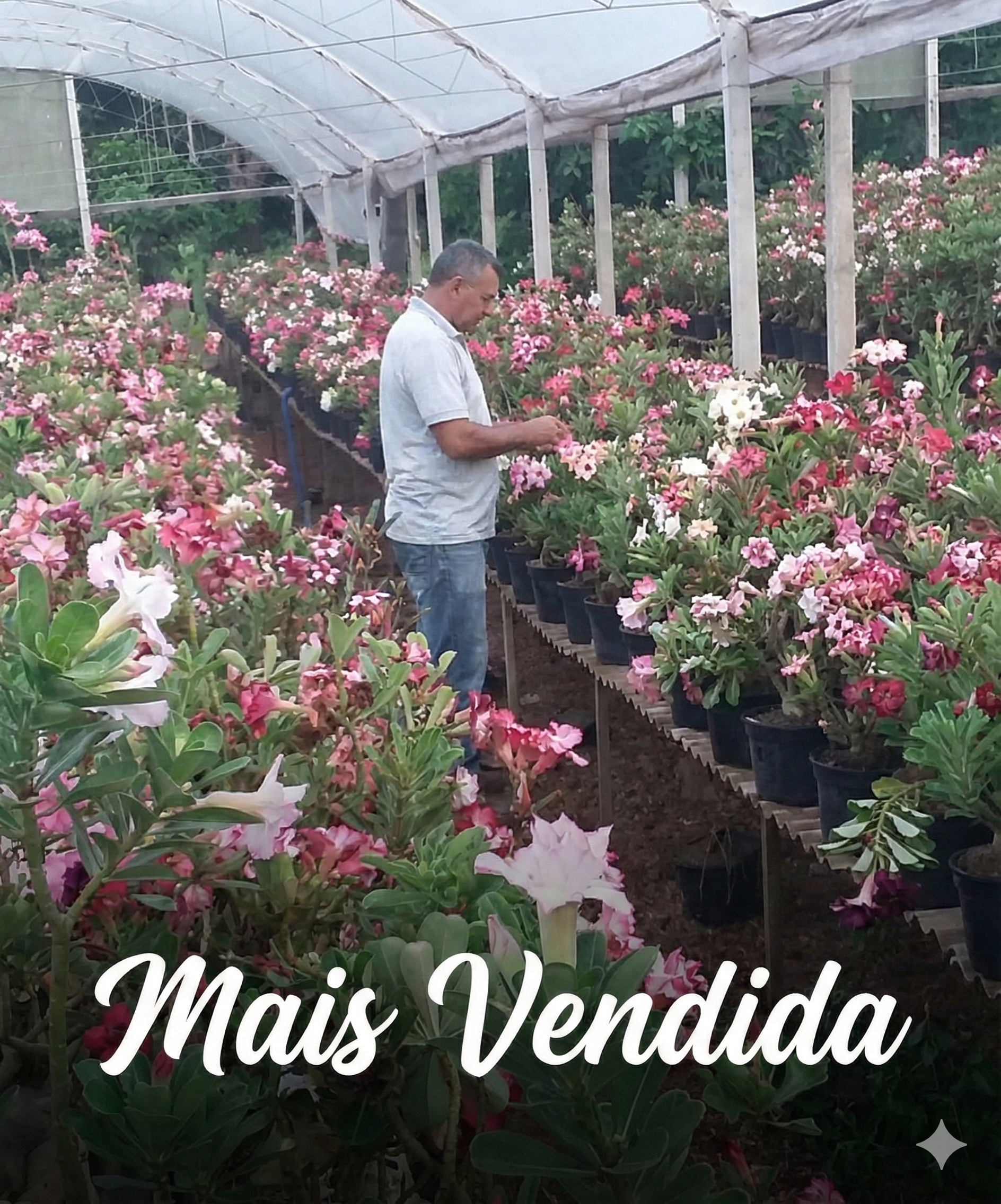 Mais Vendidos