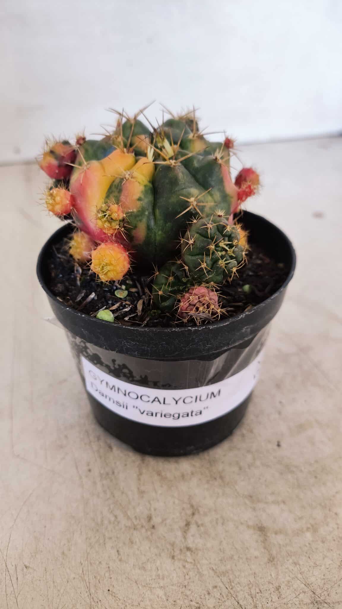 Gymnocalycium DAMSII VARIEGATA Nº 10 – vaso 09