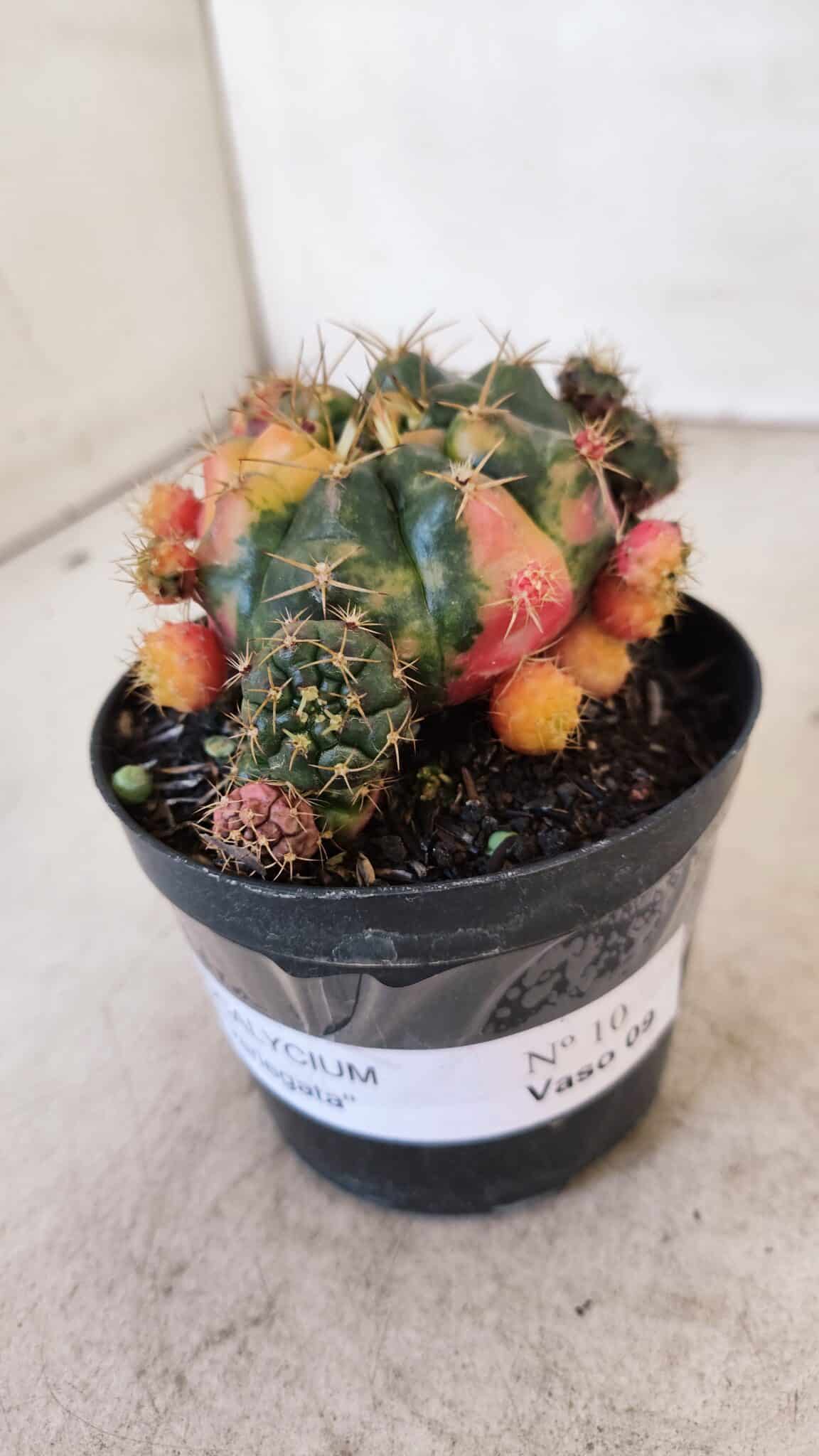 Gymnocalycium DAMSII VARIEGATA Nº 10 – vaso 09