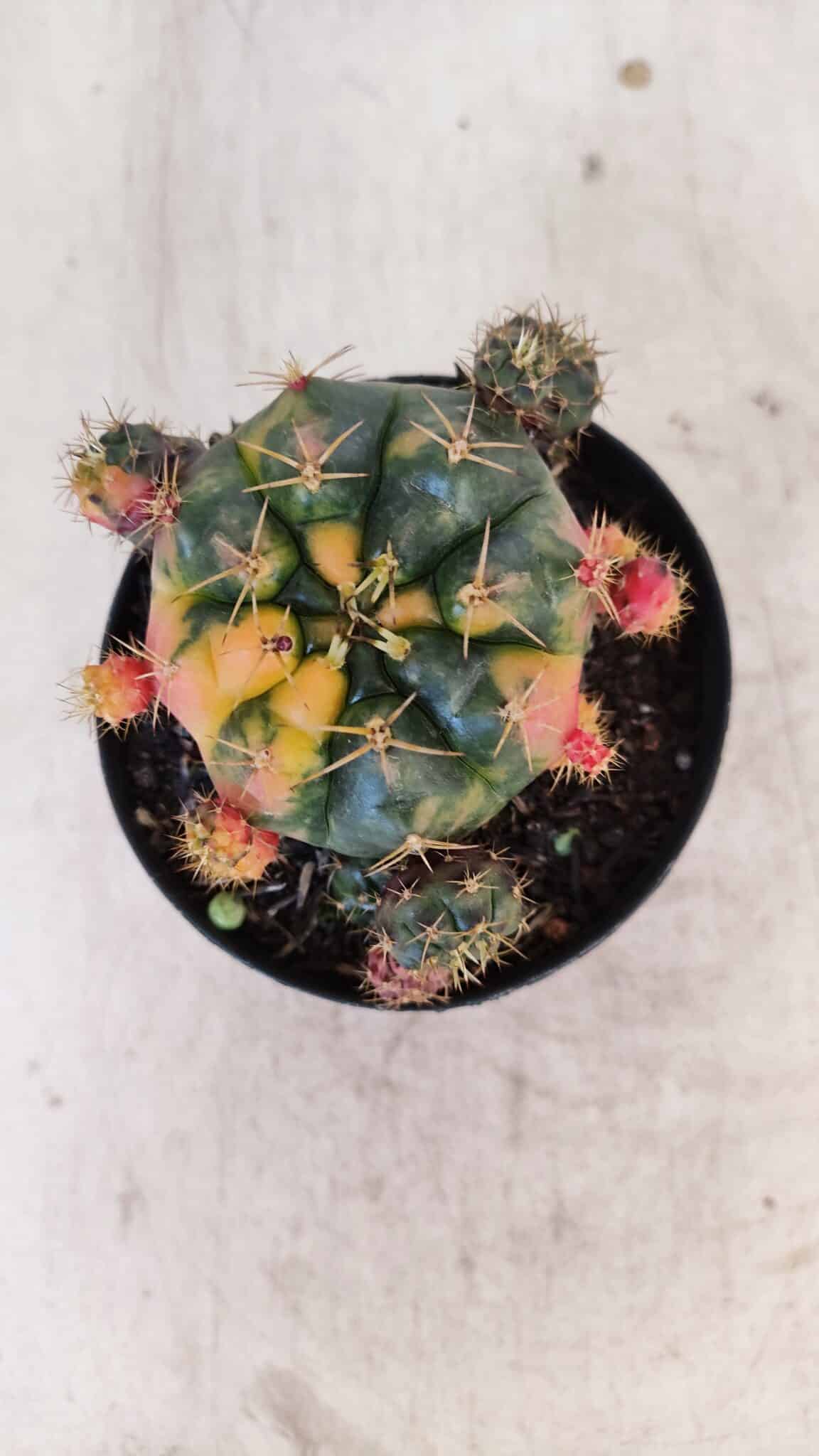 Gymnocalycium DAMSII VARIEGATA Nº 10 – vaso 09