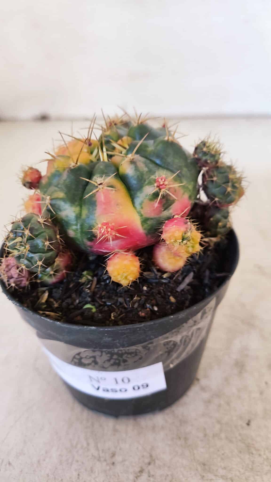 Gymnocalycium DAMSII VARIEGATA Nº 10 – vaso 09
