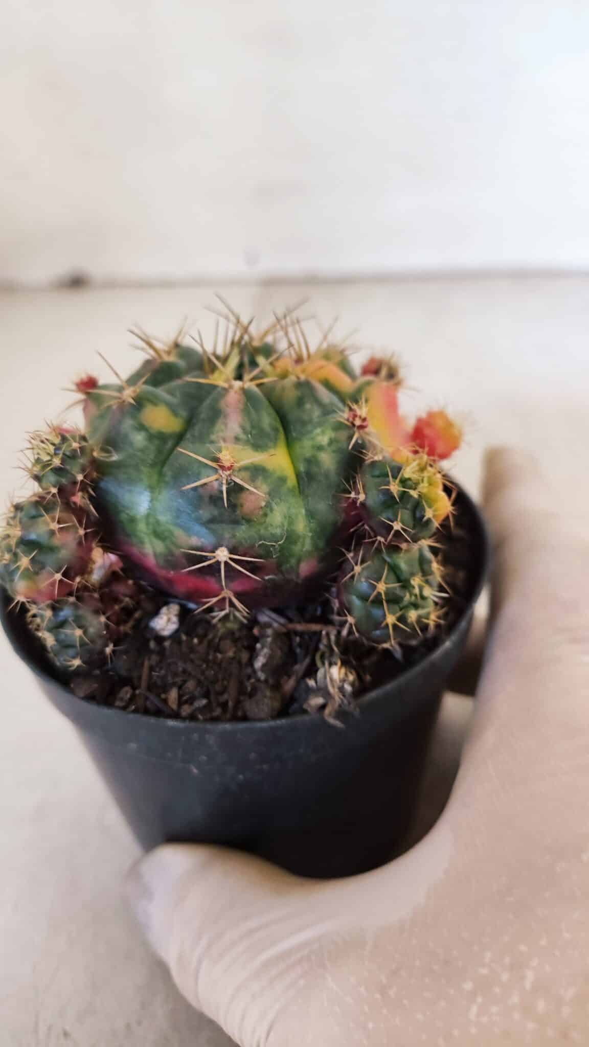 Gymnocalycium DAMSII VARIEGATA Nº 10 – vaso 09