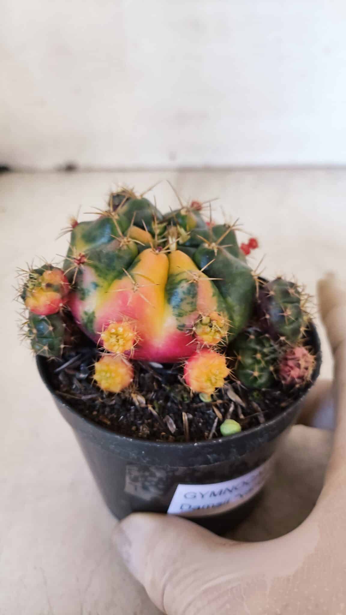 Gymnocalycium DAMSII VARIEGATA Nº 10 – vaso 09