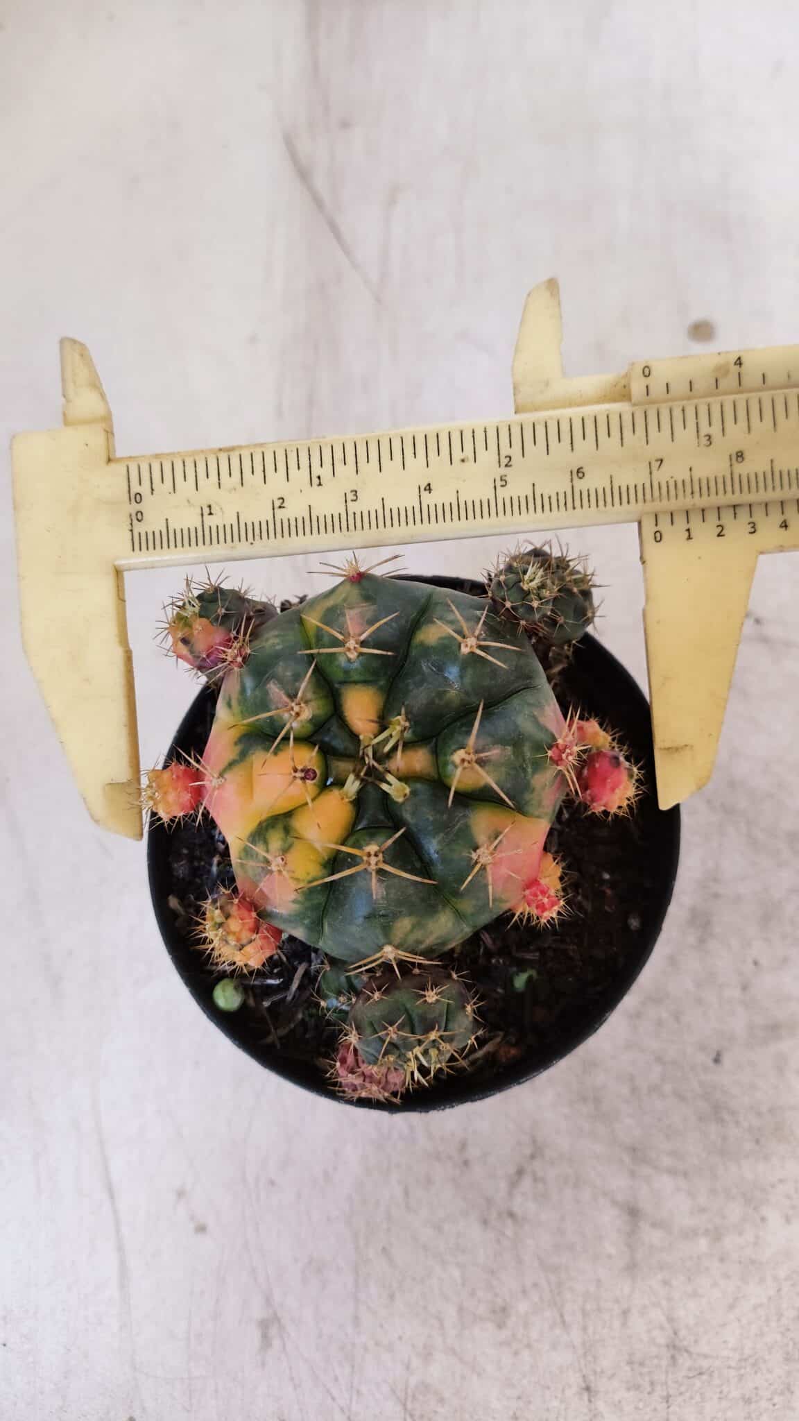 Gymnocalycium DAMSII VARIEGATA Nº 10 – vaso 09