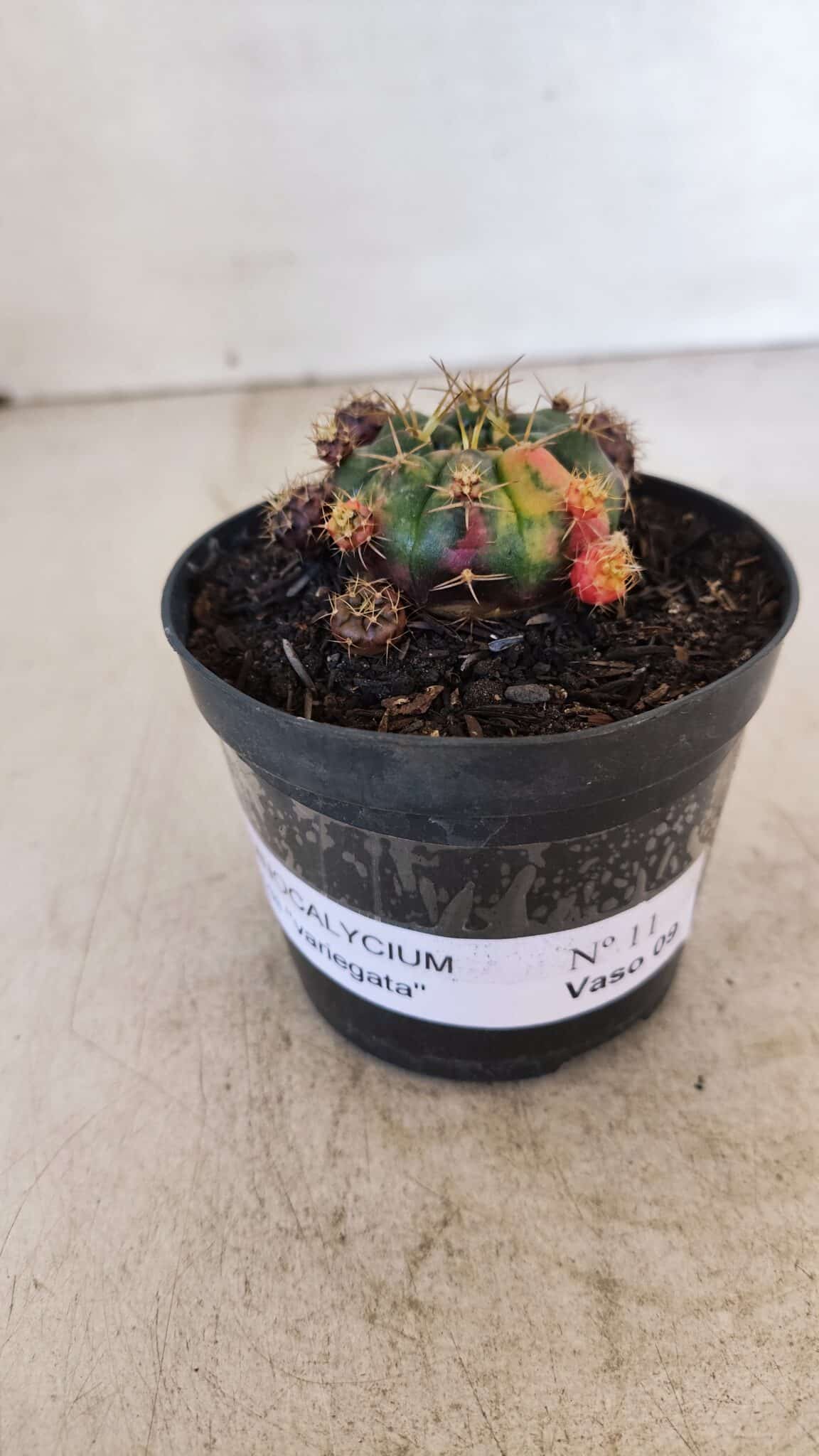 Gymnocalycium DAMSII VARIEGATA Nº 11 – vaso 09