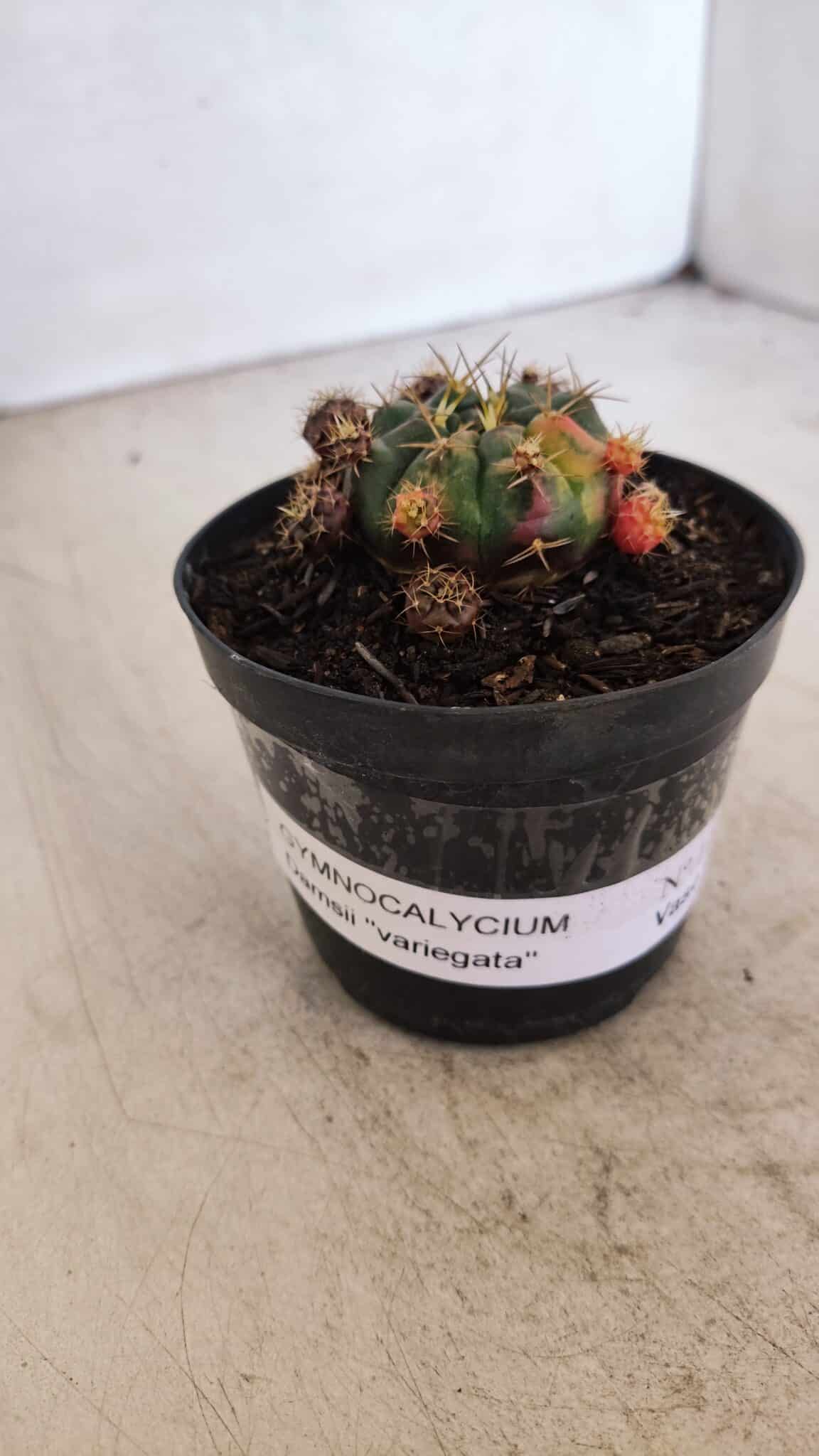 Gymnocalycium DAMSII VARIEGATA Nº 11 – vaso 09