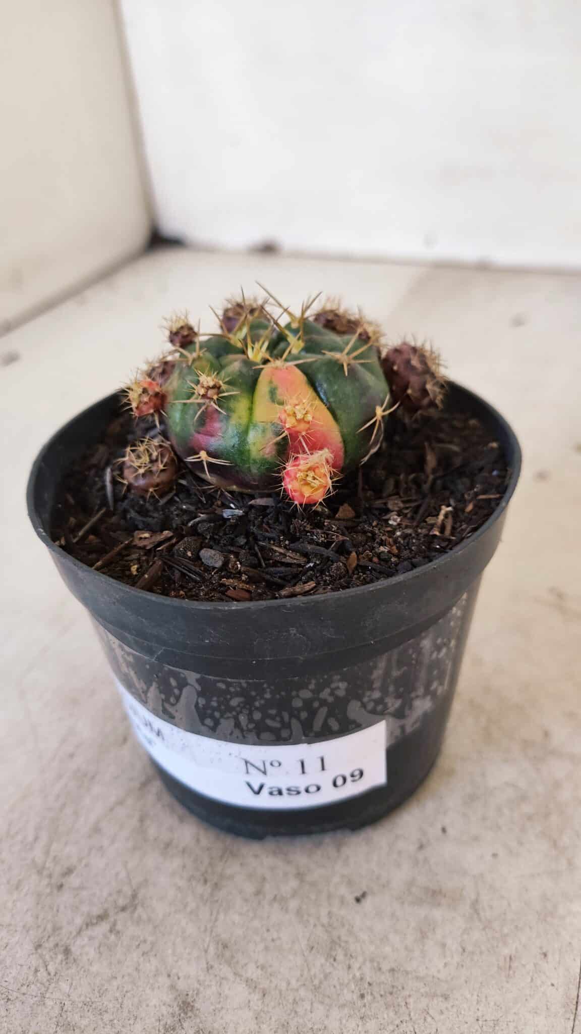 Gymnocalycium DAMSII VARIEGATA Nº 11 – vaso 09