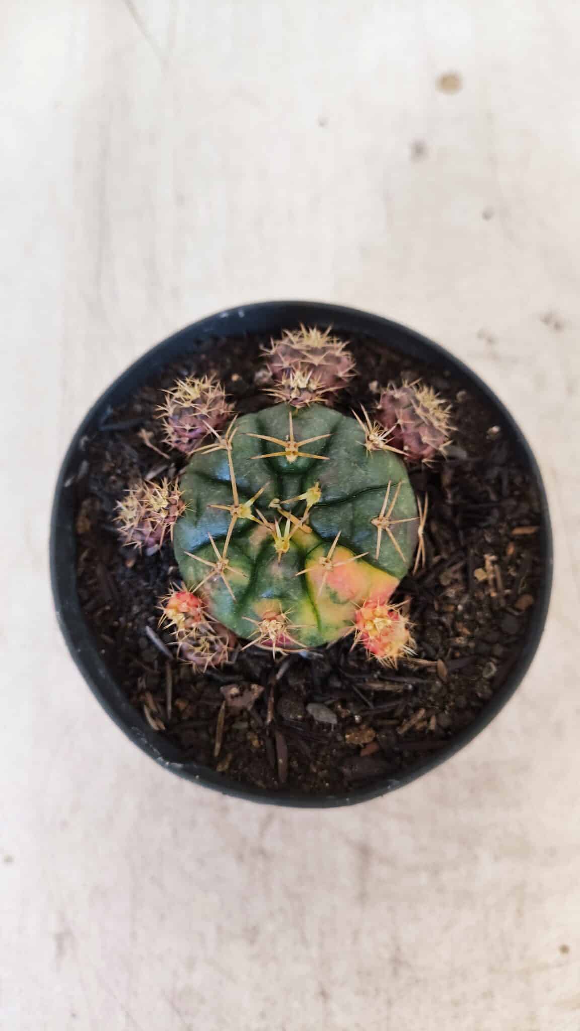 Gymnocalycium DAMSII VARIEGATA Nº 11 – vaso 09
