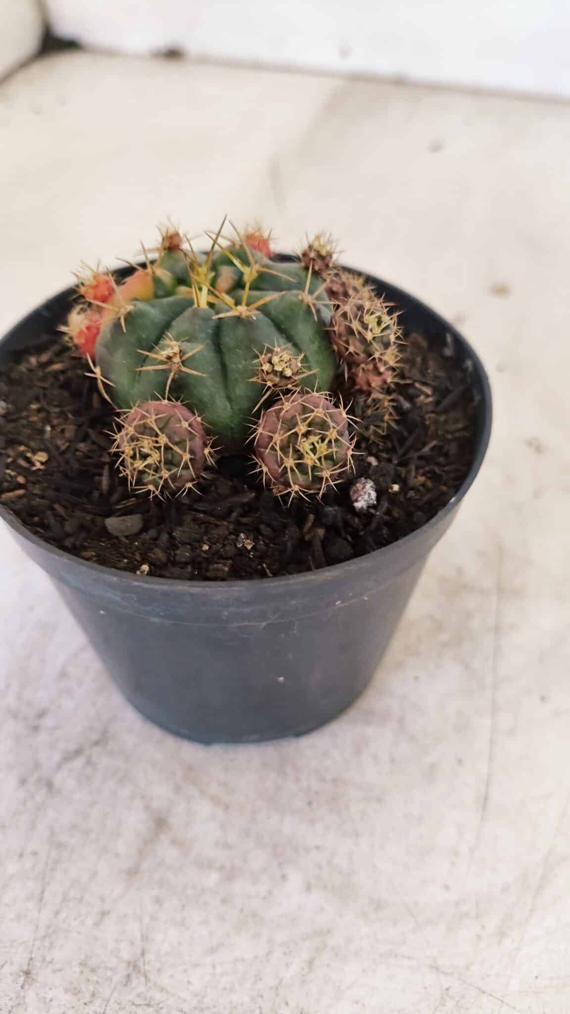 Gymnocalycium DAMSII VARIEGATA Nº 11 – vaso 09