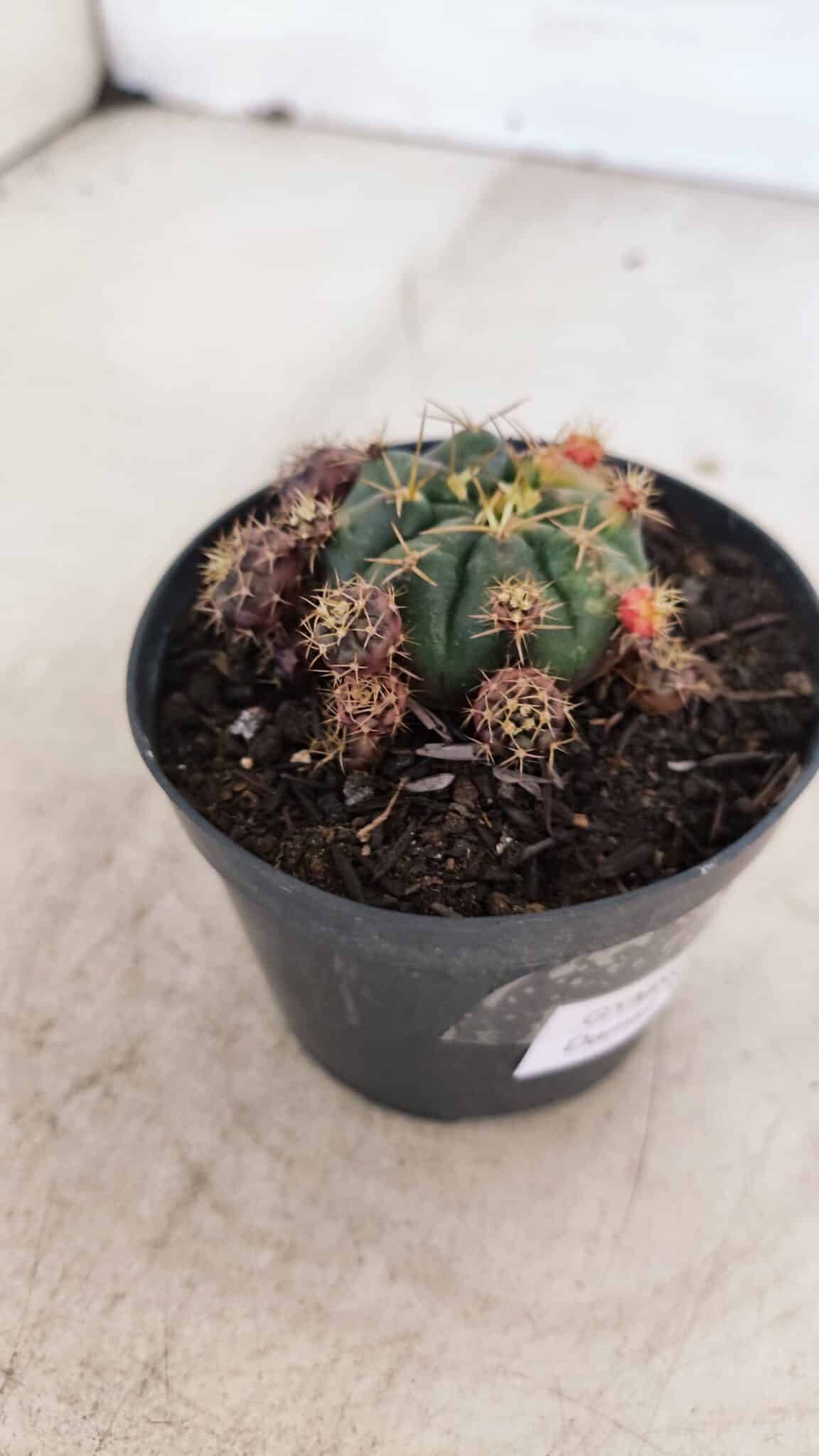 Gymnocalycium DAMSII VARIEGATA Nº 11 – vaso 09