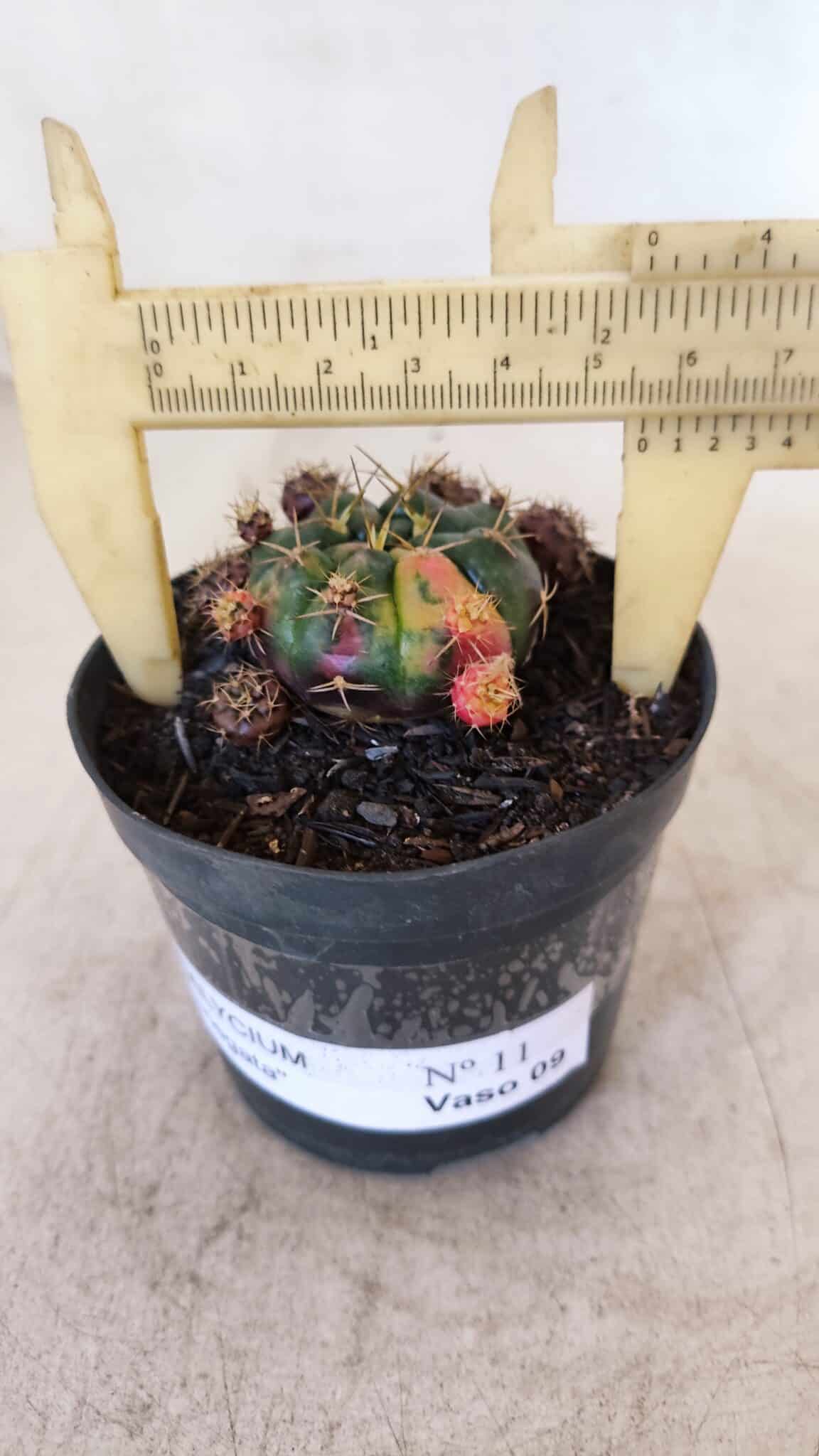 Gymnocalycium DAMSII VARIEGATA Nº 11 – vaso 09