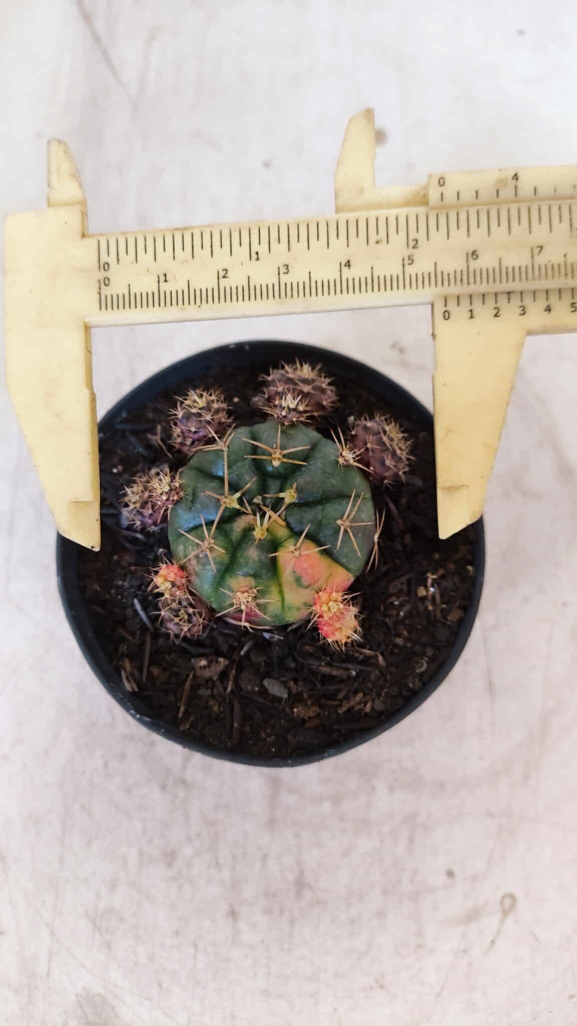 Gymnocalycium DAMSII VARIEGATA Nº 11 – vaso 09