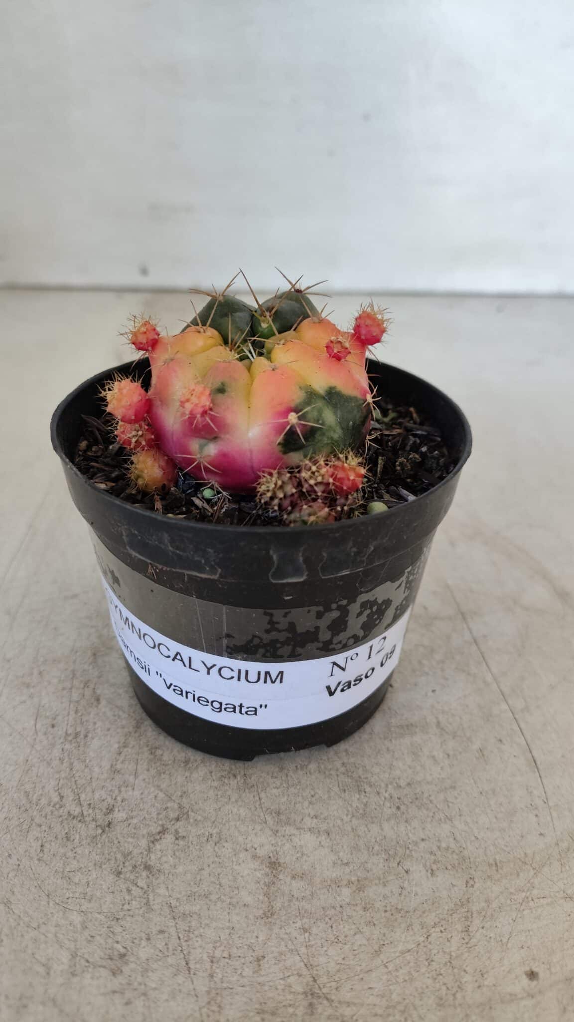 Gymnocalycium DAMSII VARIEGATA Nº 12 – vaso 09