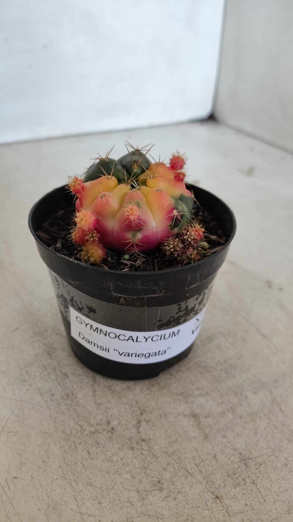 Gymnocalycium DAMSII VARIEGATA Nº 12 – vaso 09