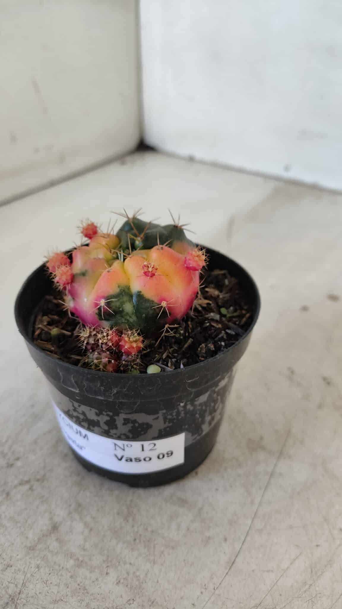 Gymnocalycium DAMSII VARIEGATA Nº 12 – vaso 09