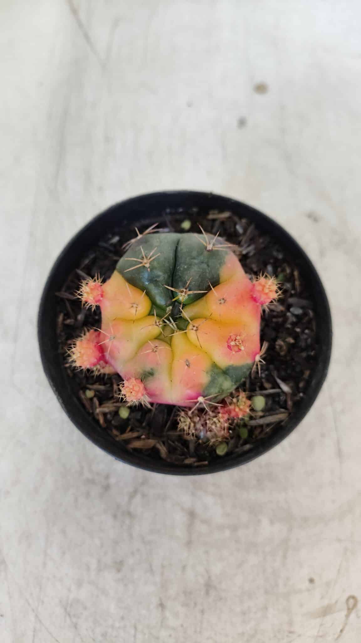 Gymnocalycium DAMSII VARIEGATA Nº 12 – vaso 09