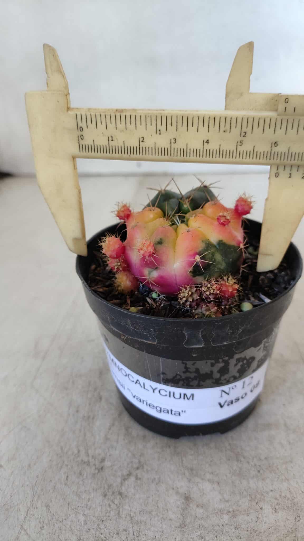 Gymnocalycium DAMSII VARIEGATA Nº 12 – vaso 09