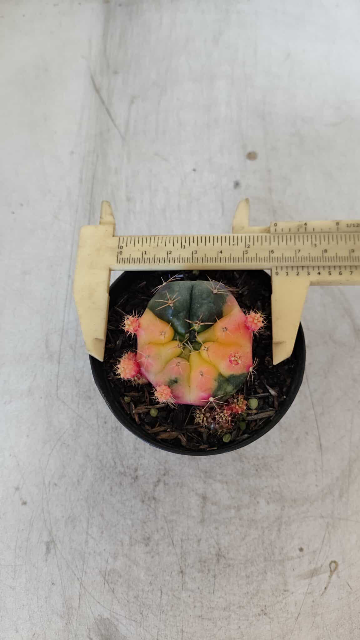 Gymnocalycium DAMSII VARIEGATA Nº 12 – vaso 09