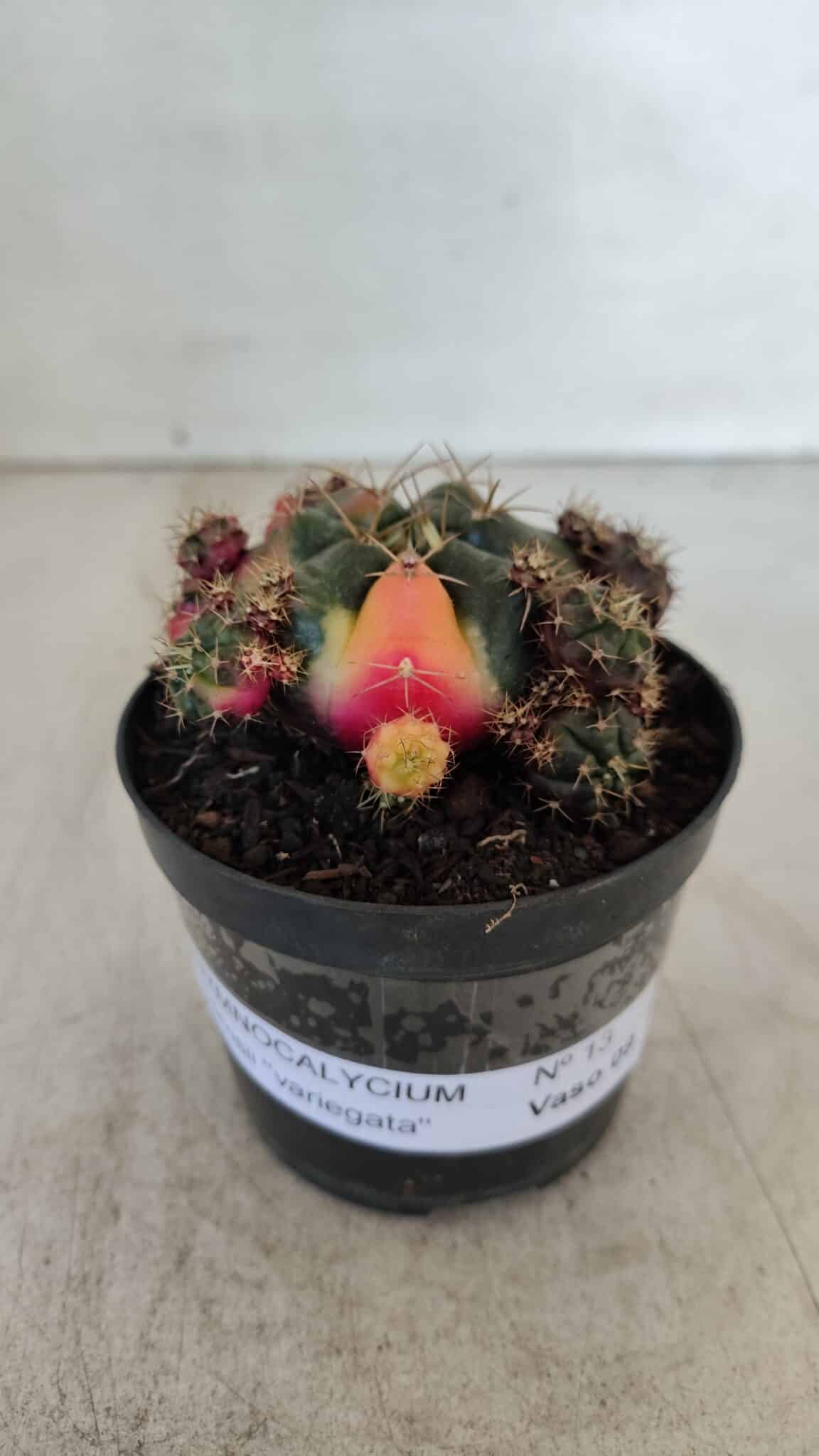 Gymnocalycium DAMSII VARIEGATA Nº 13 – vaso 09