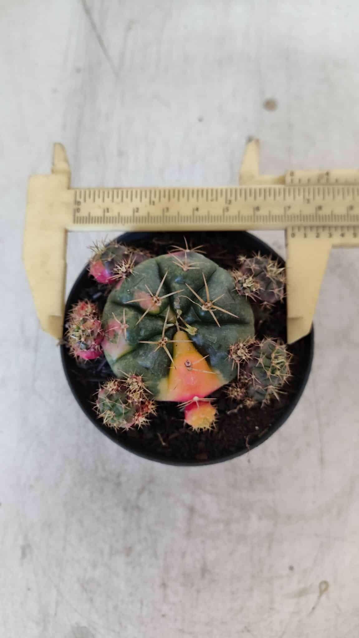 Gymnocalycium DAMSII VARIEGATA Nº 13 – vaso 09