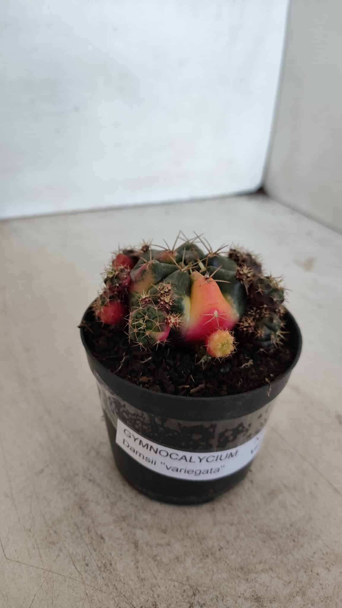 Gymnocalycium DAMSII VARIEGATA Nº 13 – vaso 09