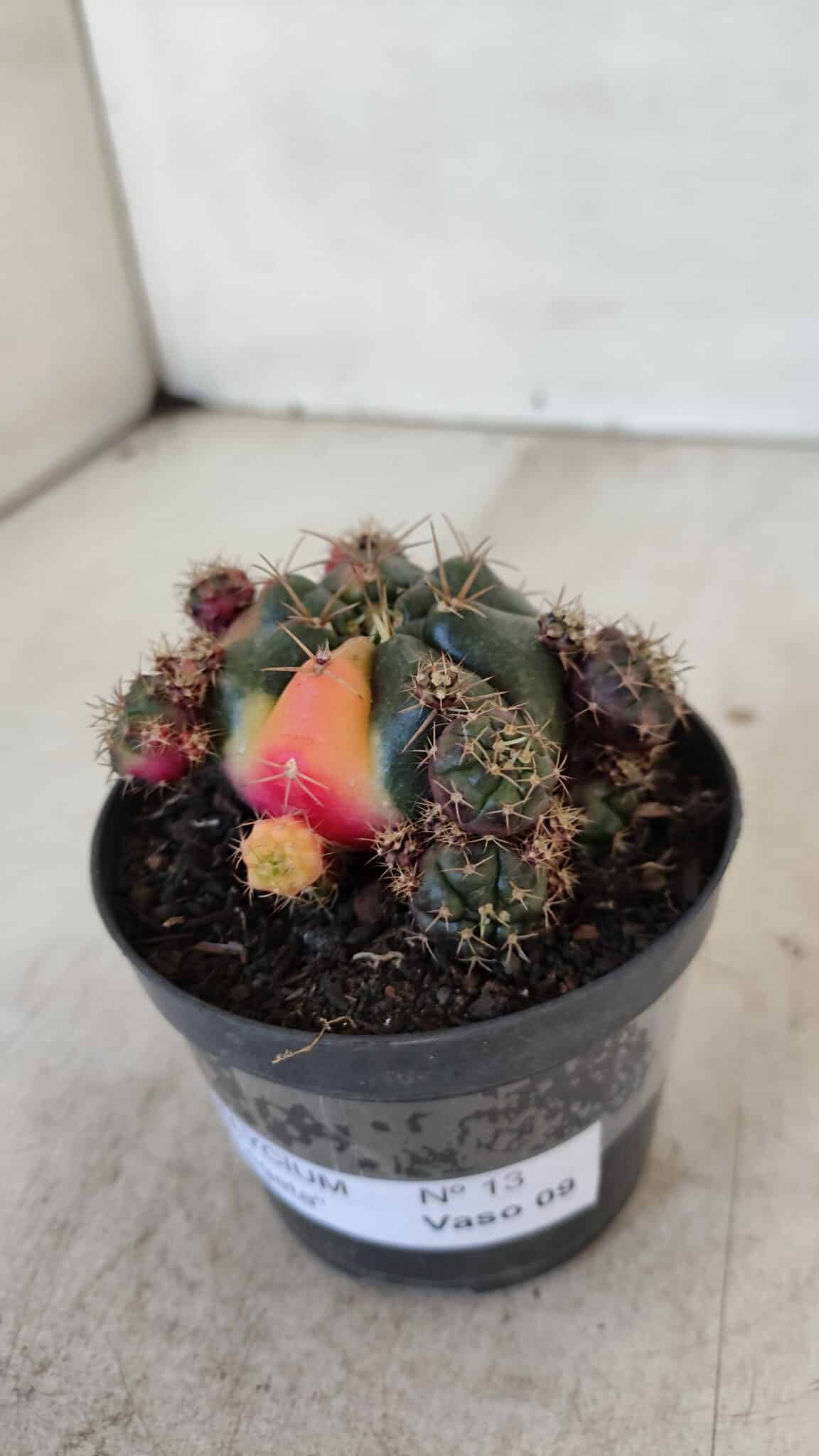 Gymnocalycium DAMSII VARIEGATA Nº 13 – vaso 09