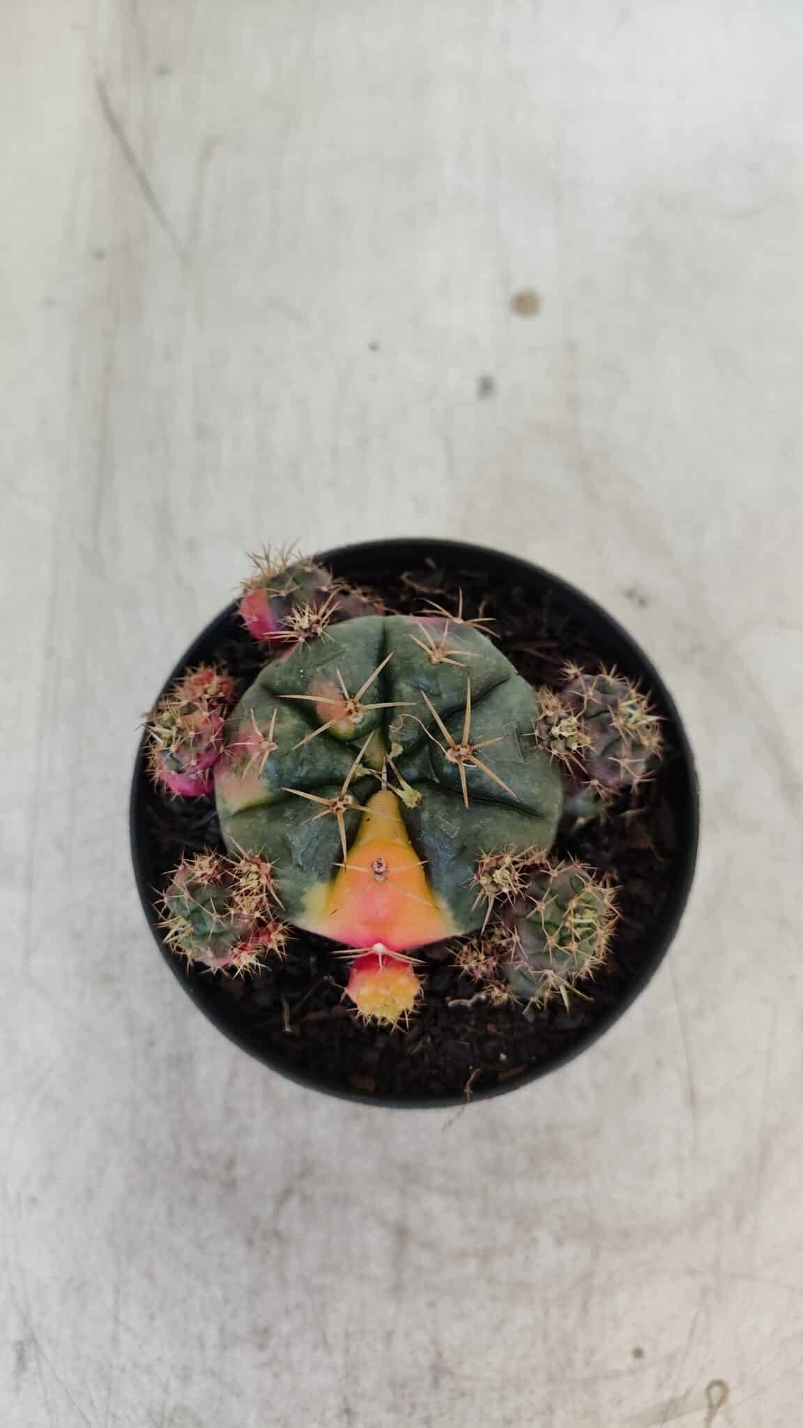 Gymnocalycium DAMSII VARIEGATA Nº 13 – vaso 09