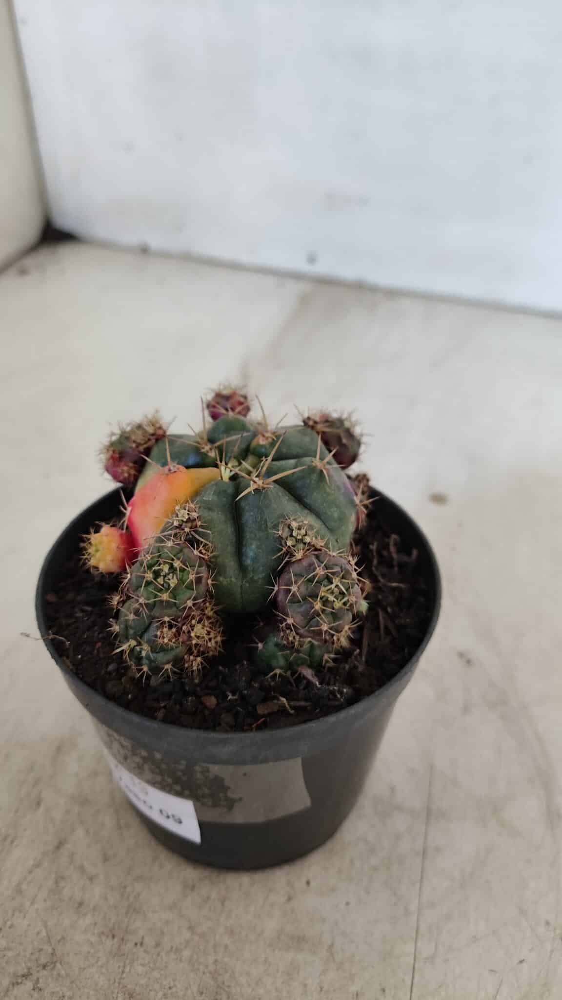 Gymnocalycium DAMSII VARIEGATA Nº 13 – vaso 09