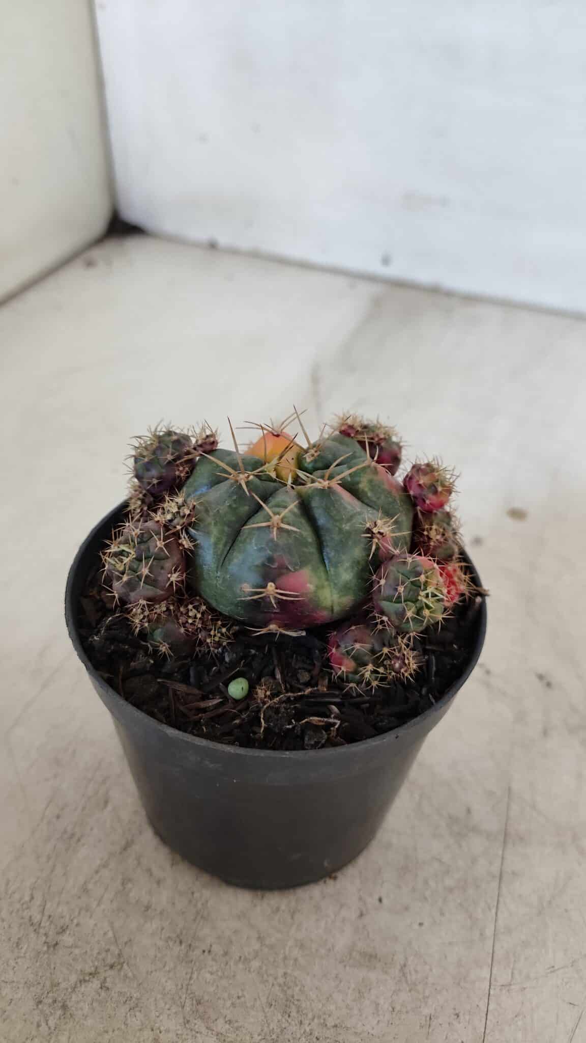 Gymnocalycium DAMSII VARIEGATA Nº 13 – vaso 09